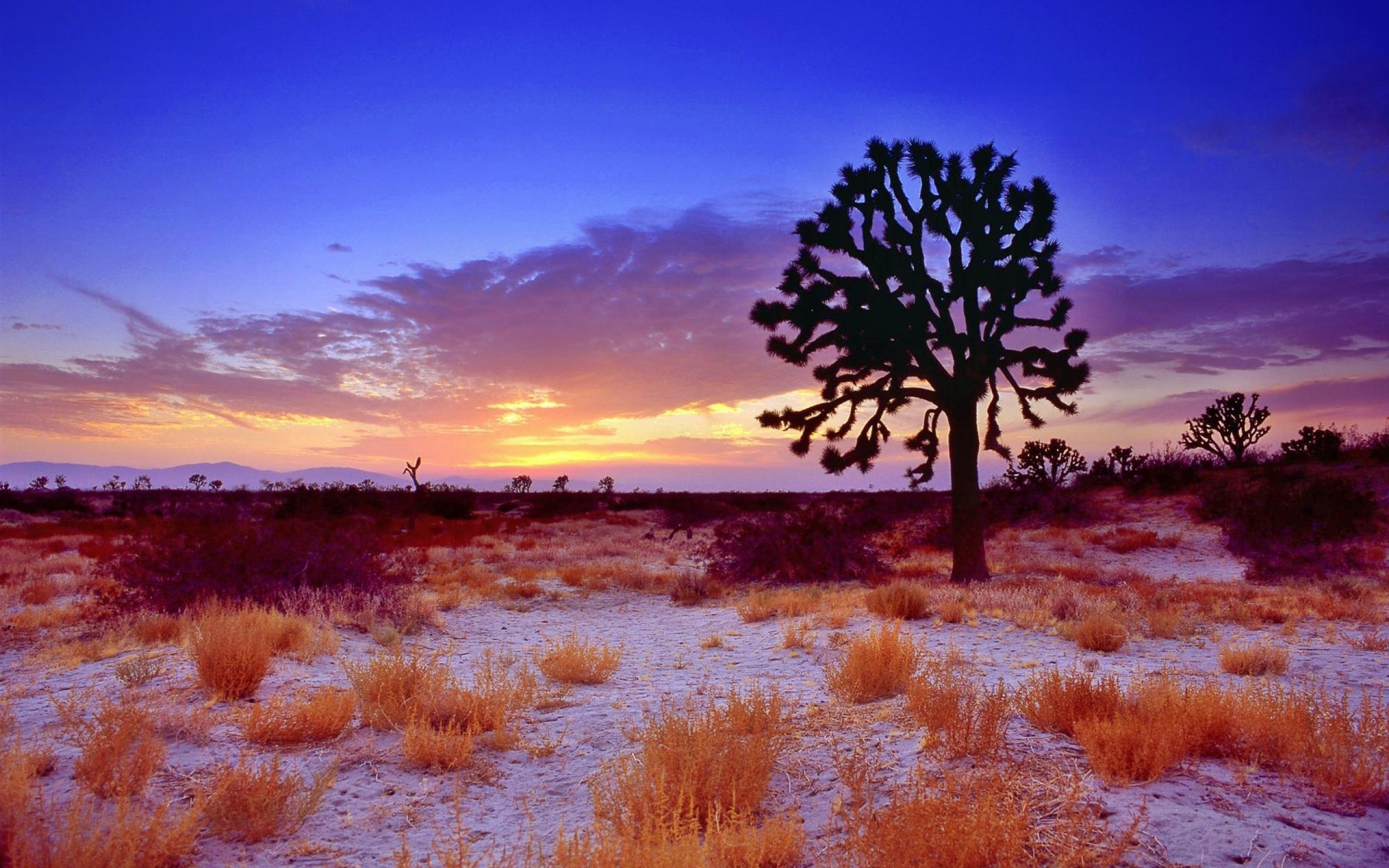 California Desert Joshua Tree Landscape Mojave Desert Nature Sunrise Sunset Tree Usa 2560x1600