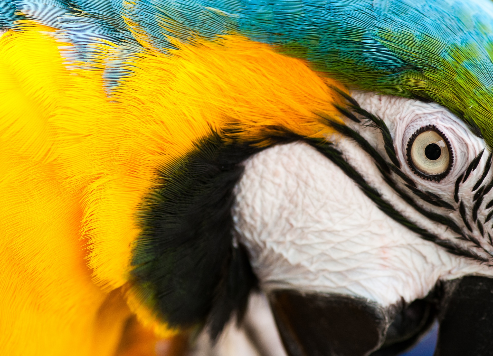 Animal Blue And Yellow Macaw 1920x1386