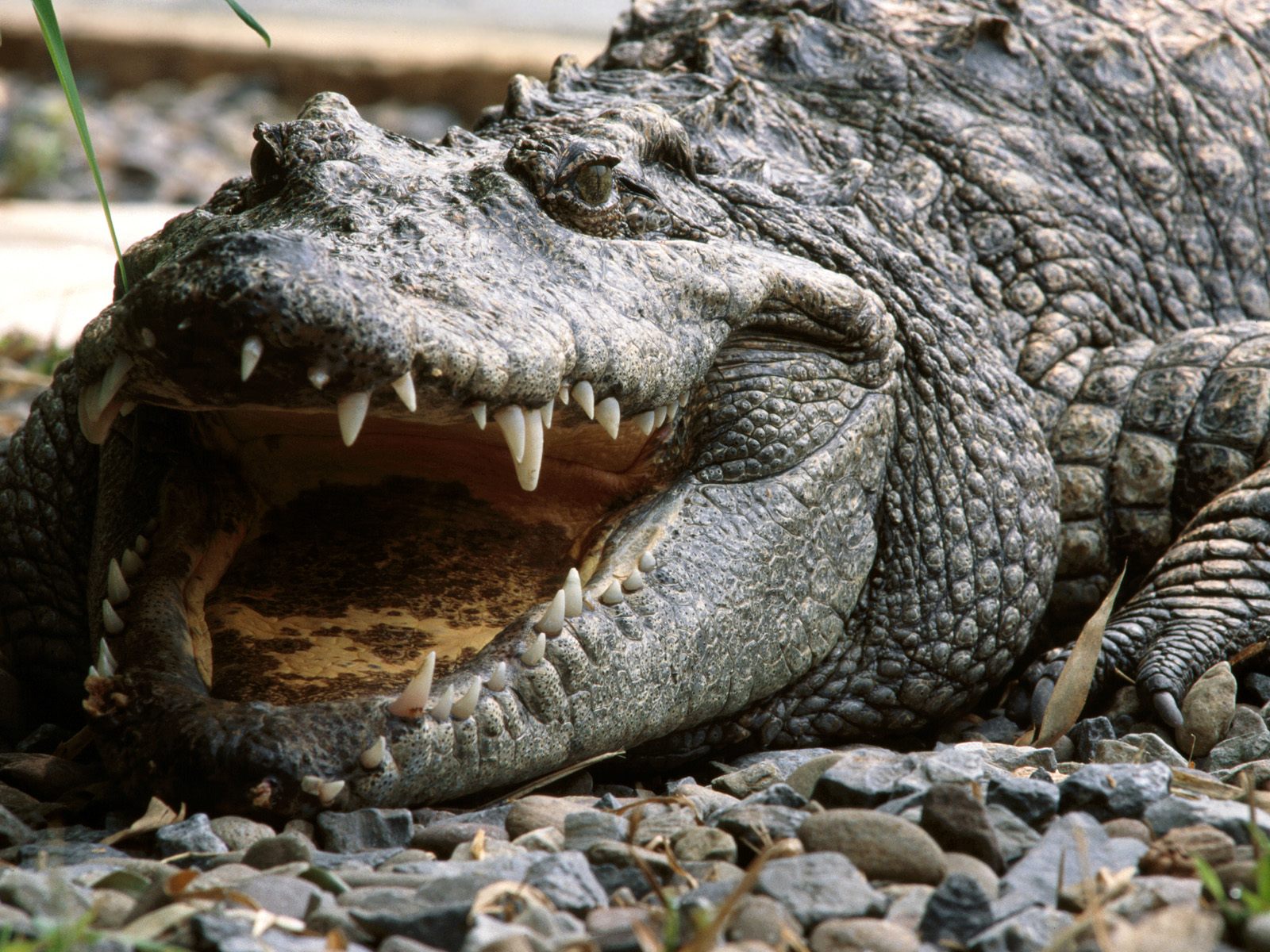 Animal Crocodile 1600x1200
