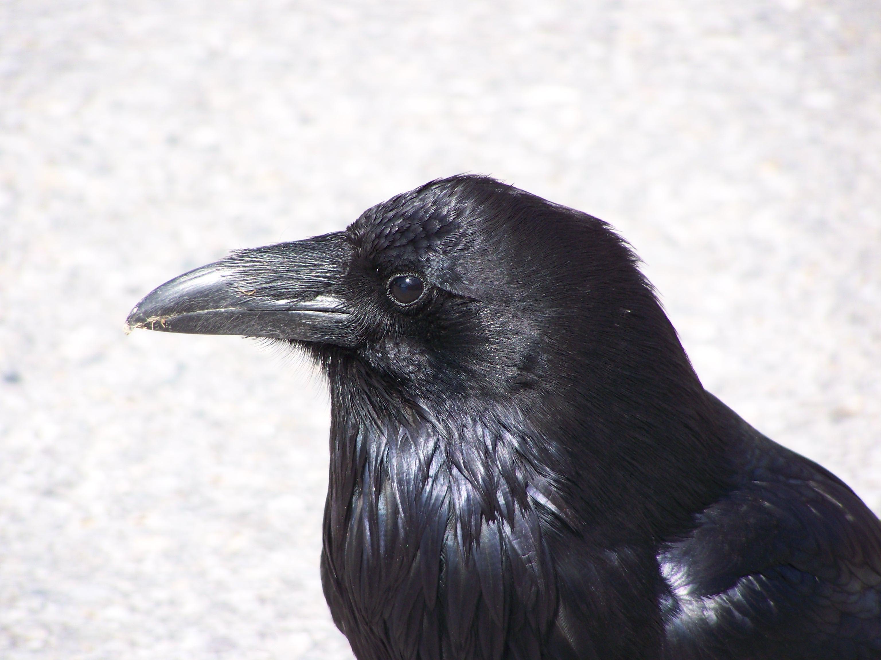 Bird Raven 3072x2304