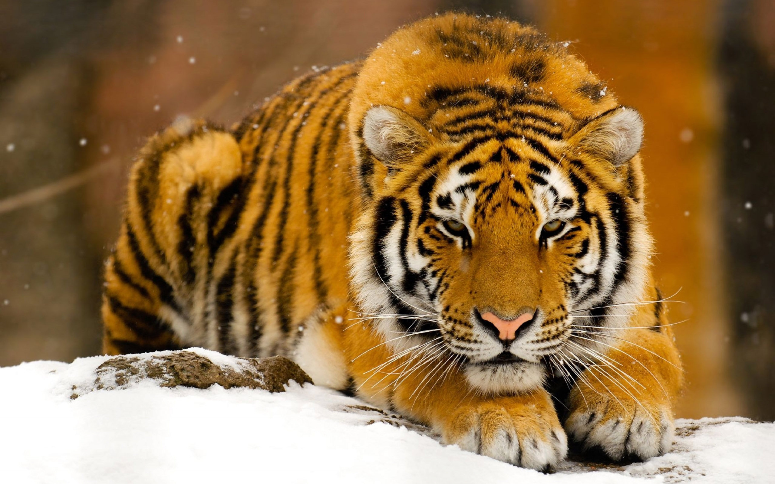 Big Cat Stare Tiger Wildlife Predator Animal 2560x1600