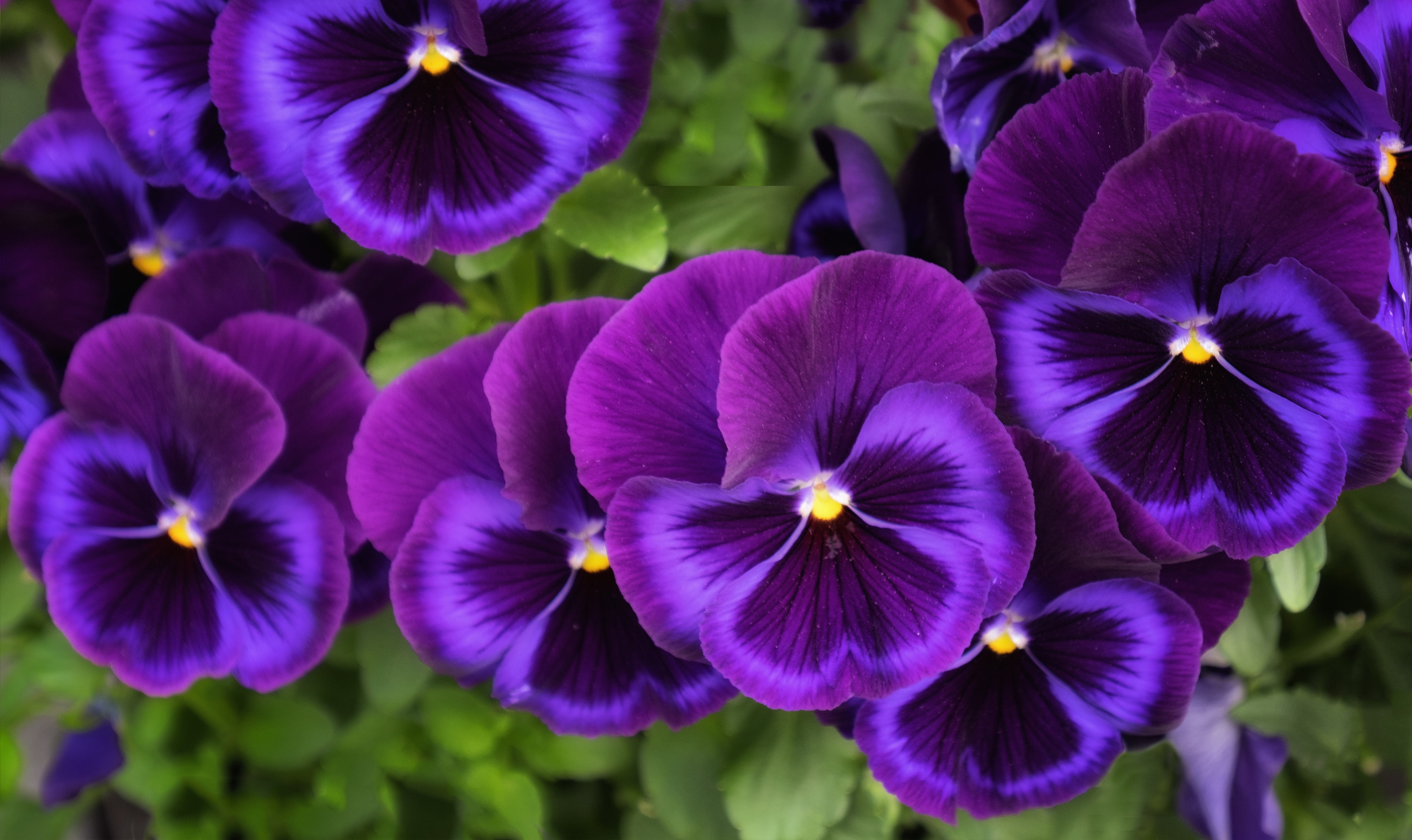 Flower Pansy Purple Flower 4663x2775