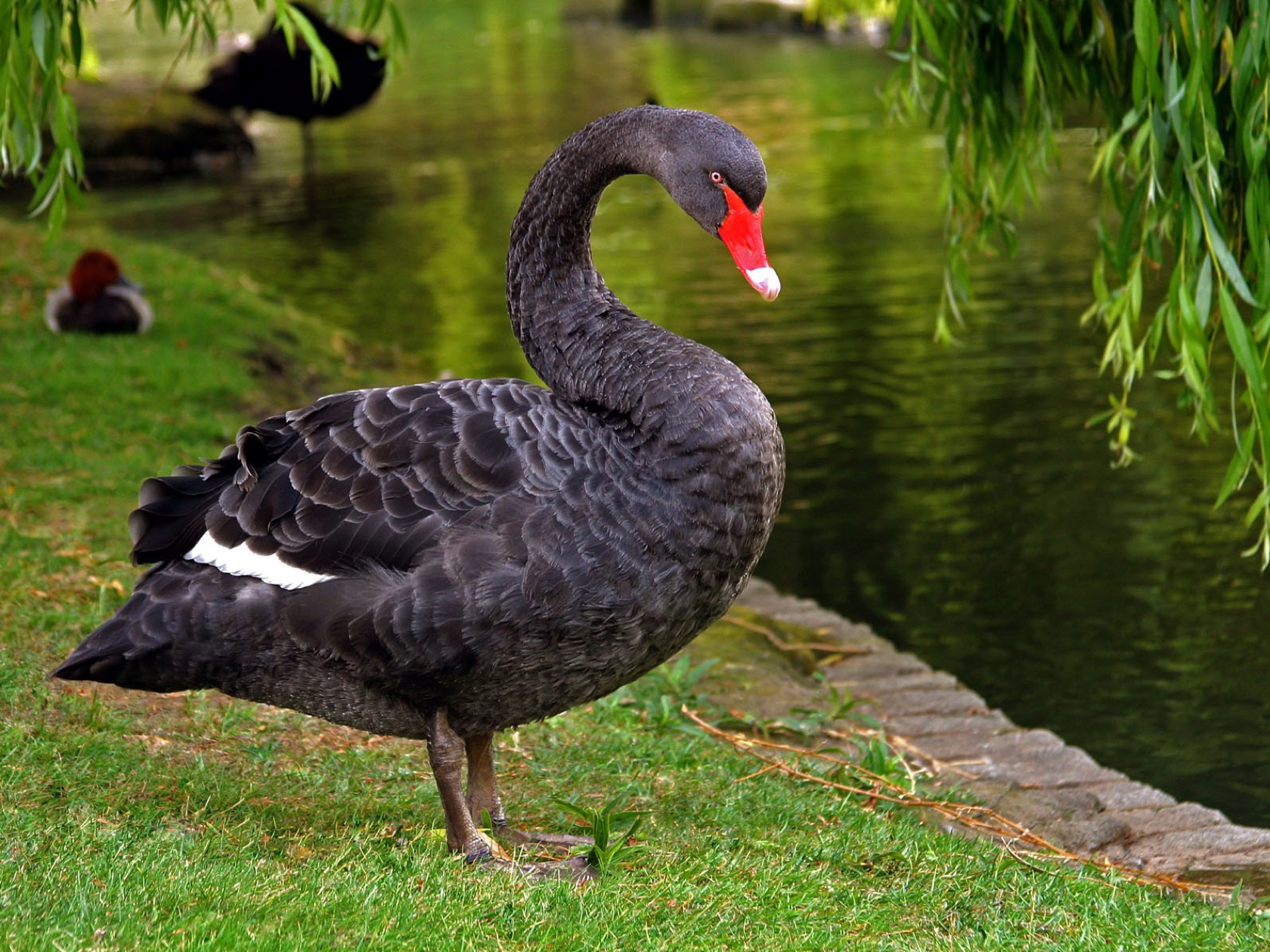Animal Black Swan 1680x1260