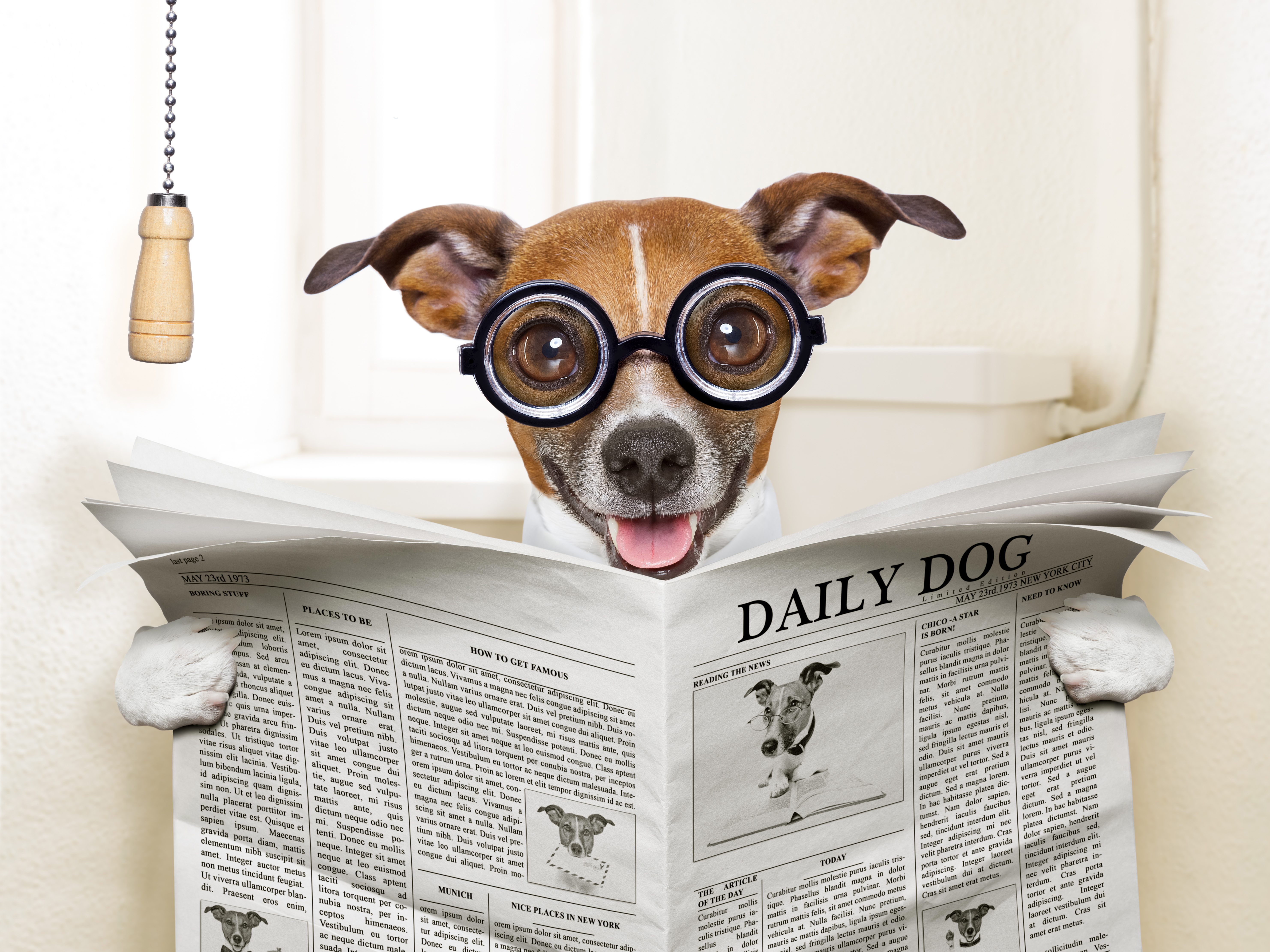 Dog Humor Newspaper Toilet 5928x4446