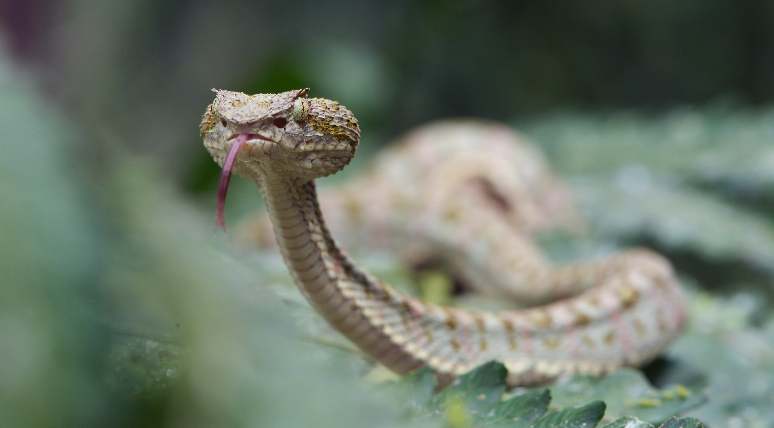 Reptile Snake Viper 2601x1440