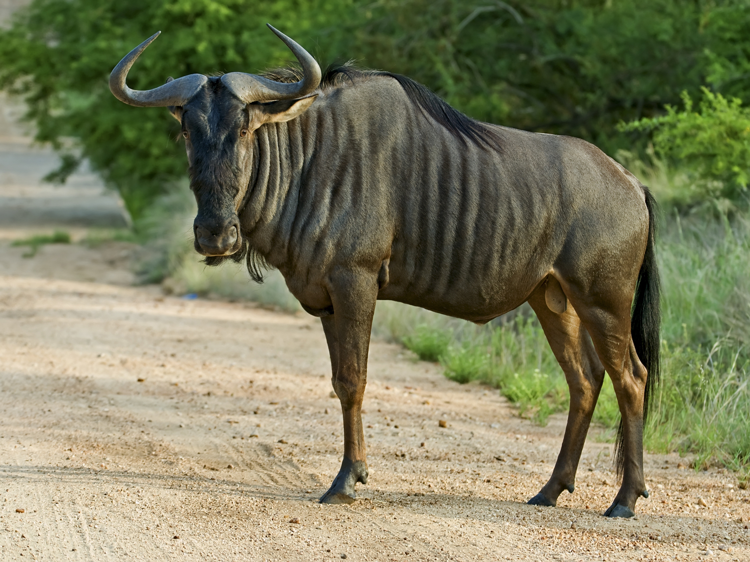 Animal Wildebeest 2400x1800