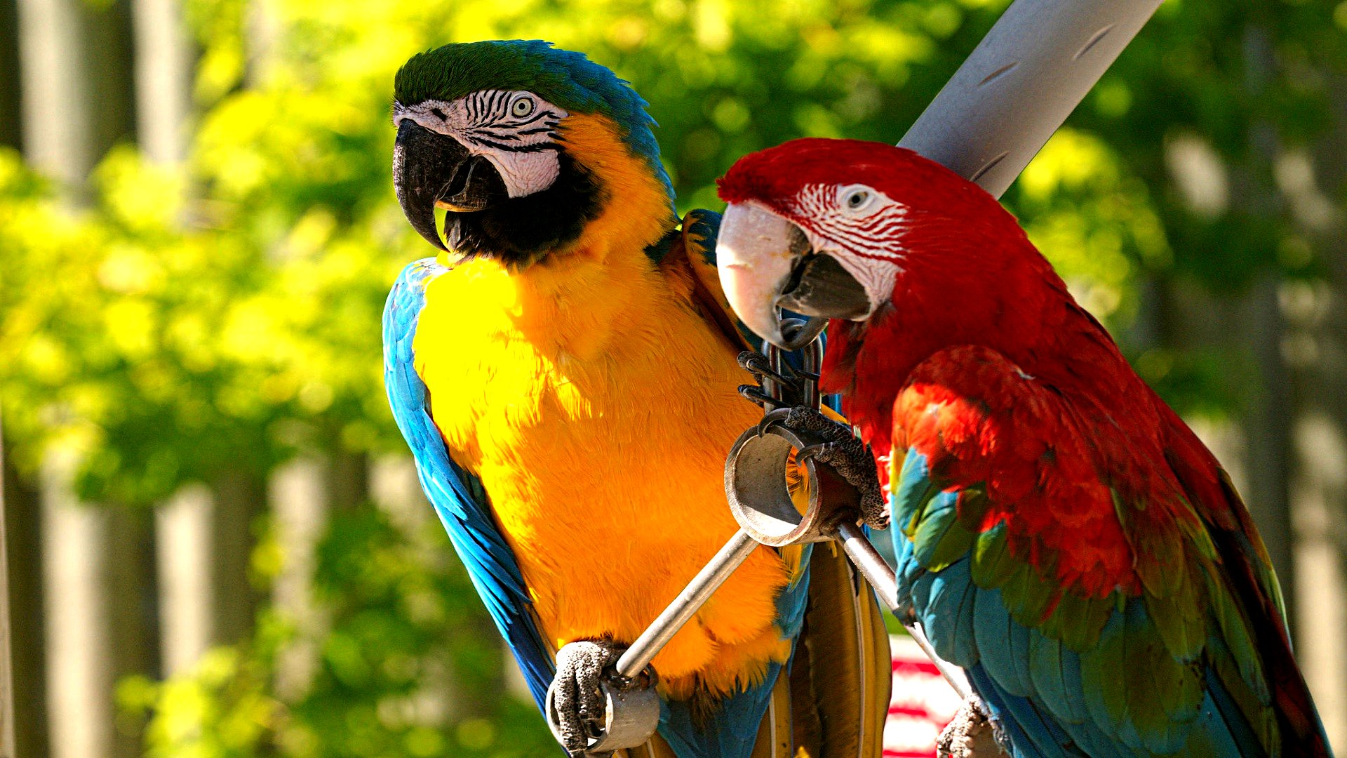 Animal Macaw 1920x1080