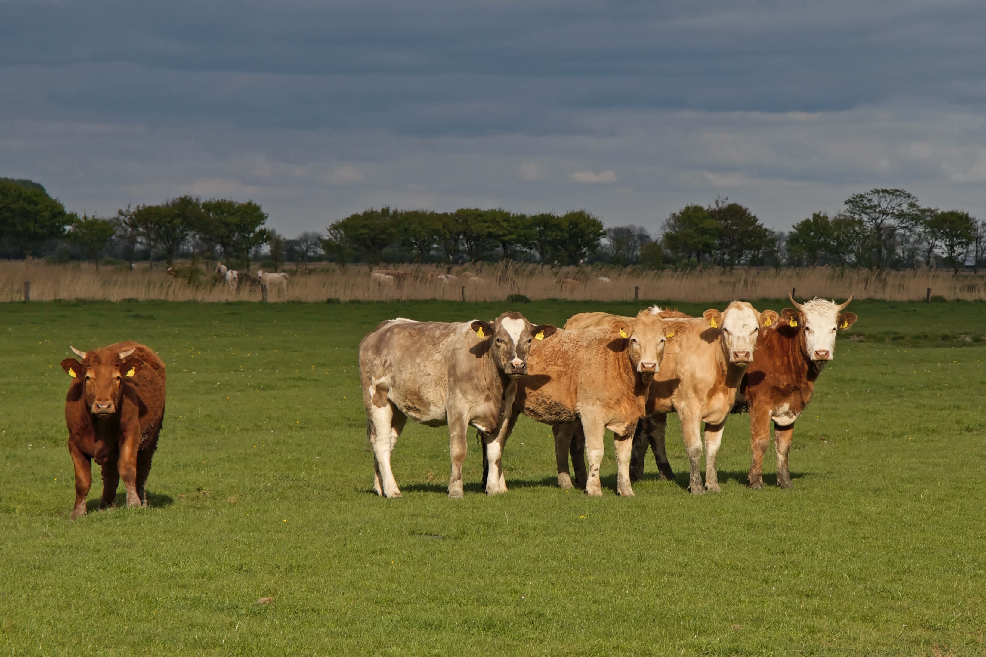 Animal Cattle Cow Pasture 3277x2185