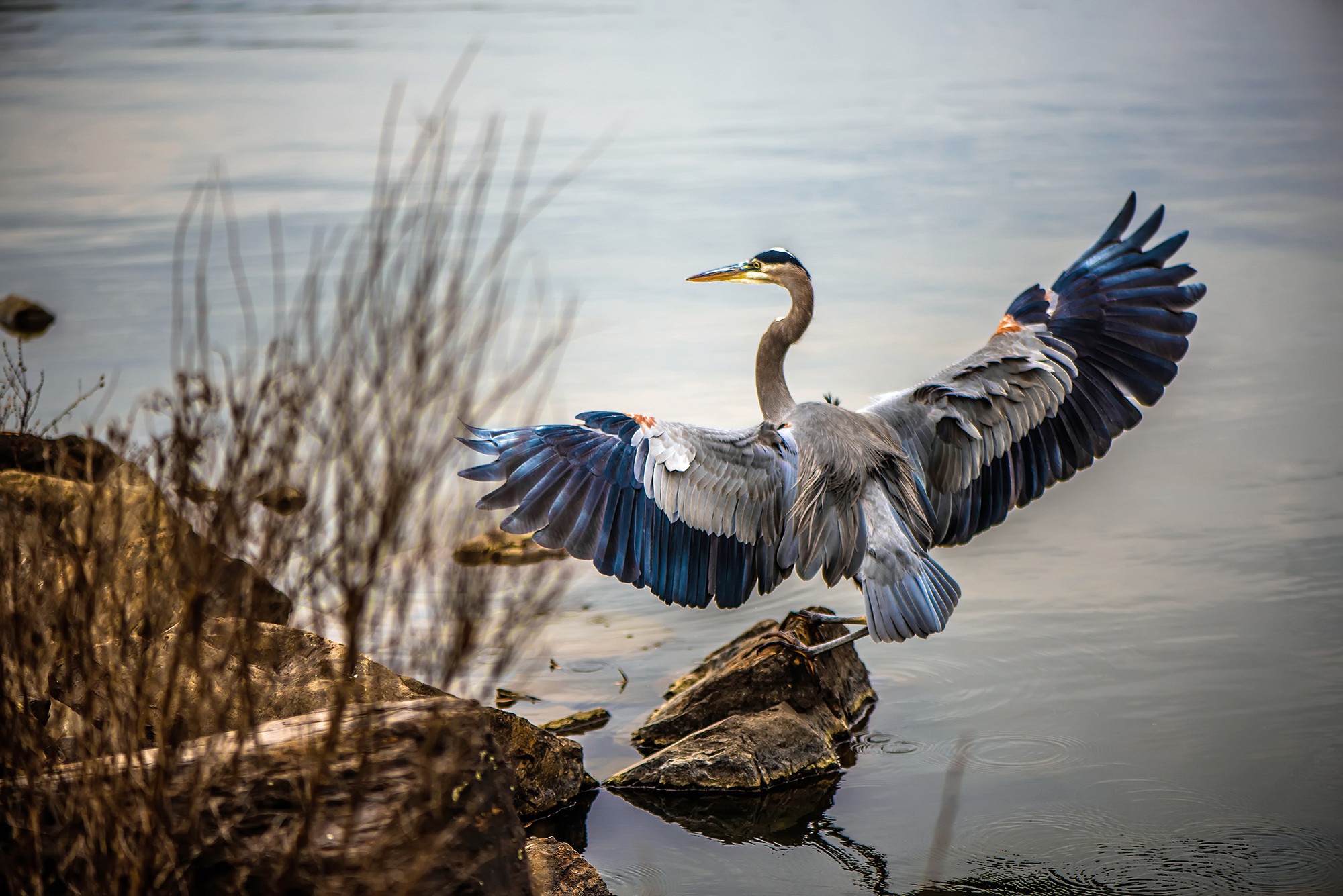 Nature Animals Birds Blue Heron 2000x1335