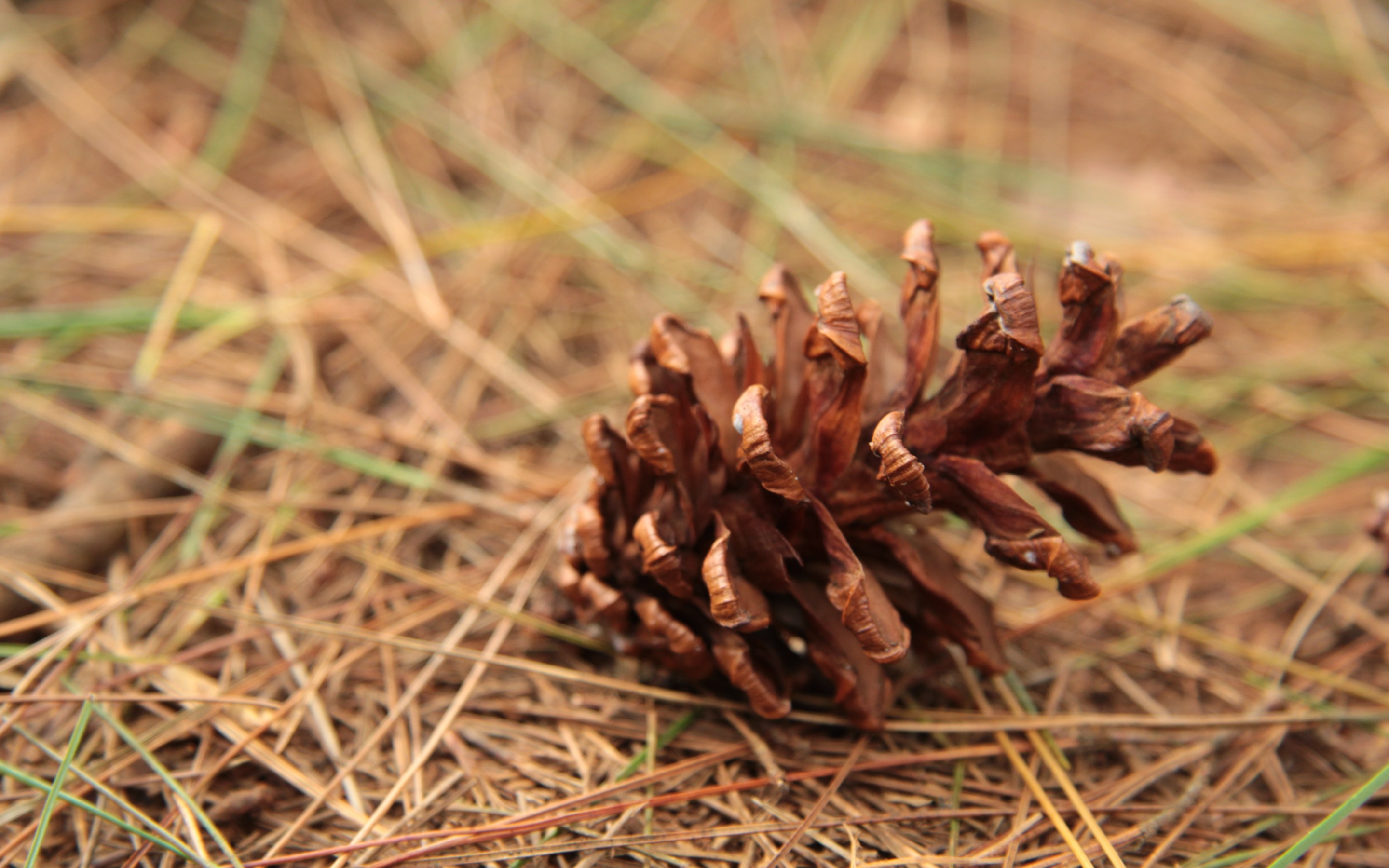 Earth Pine Cone 2880x1800