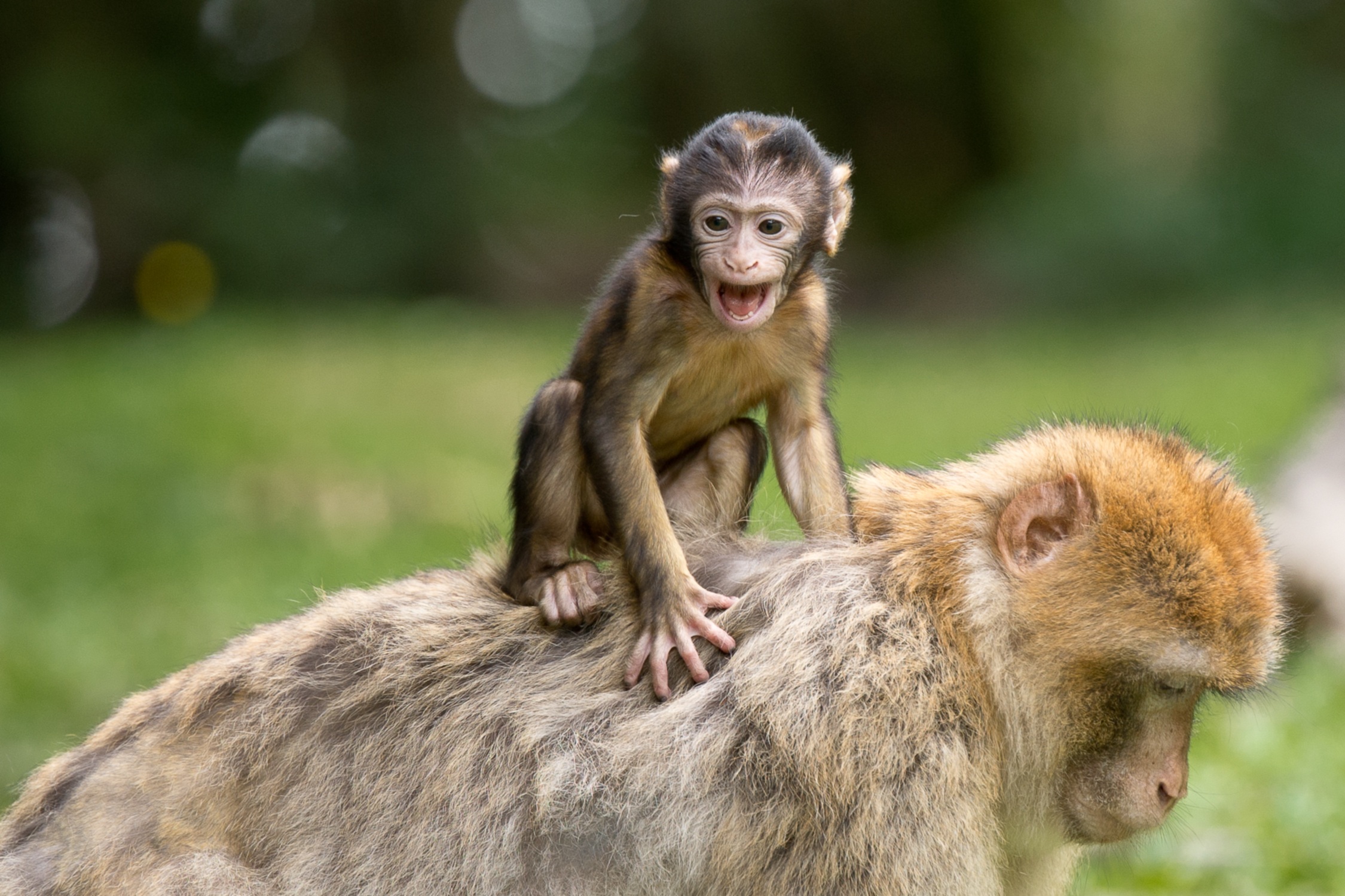 Baby Animal Macaque Monkey 2250x1500