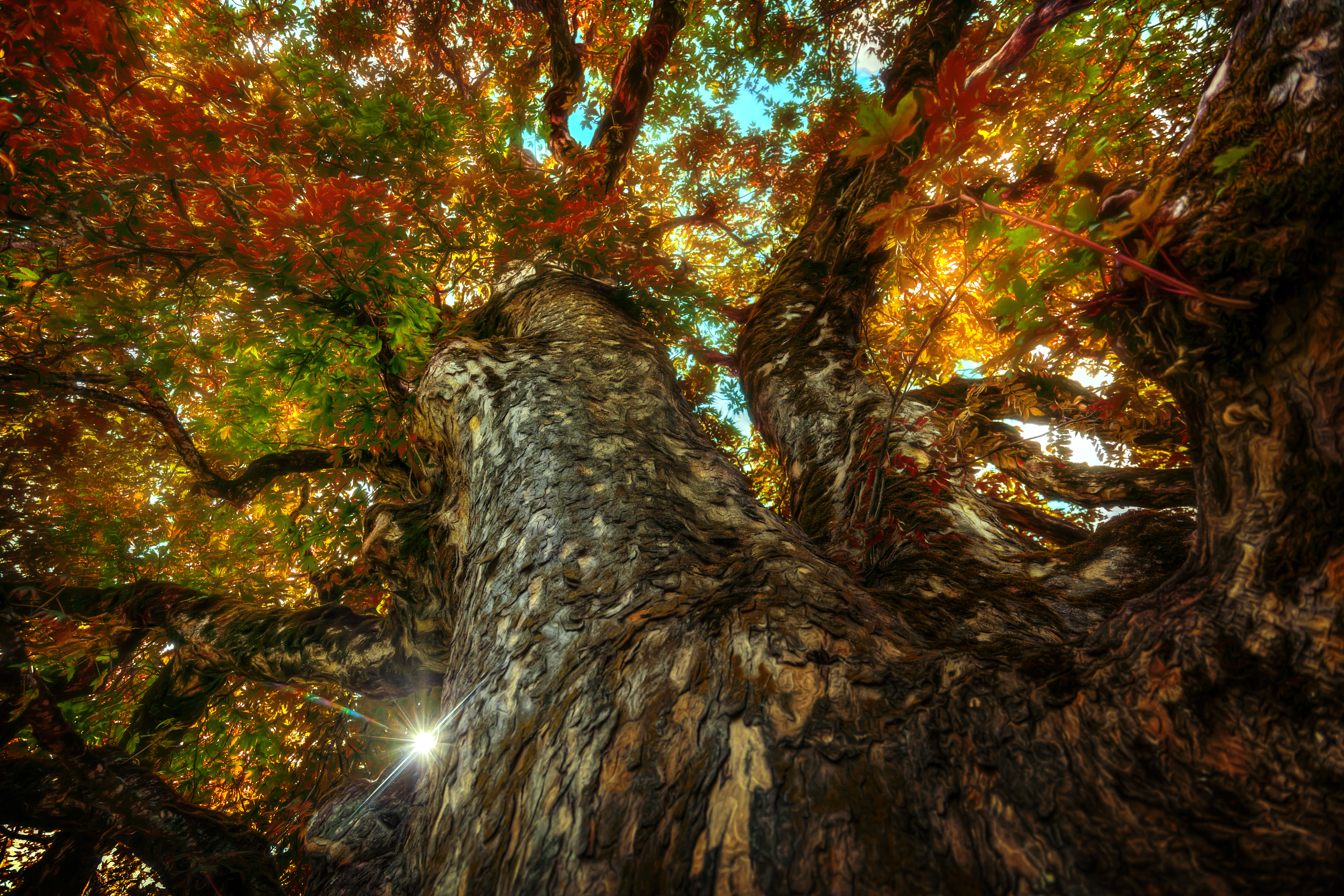 Fall Nature Tree Treetops 5616x3744