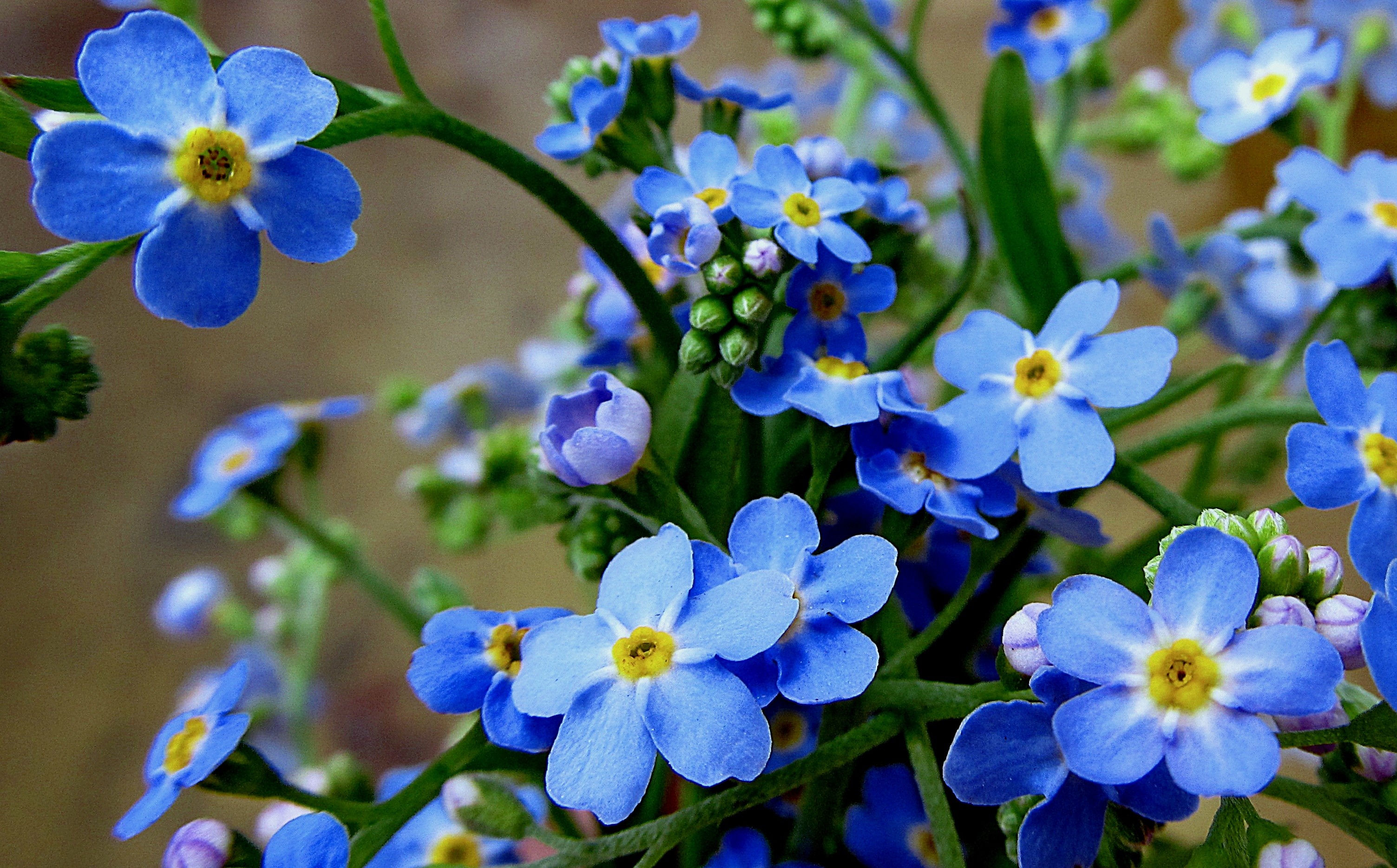 Blue Flower Earth Flower Forget Me Not 3007x1869