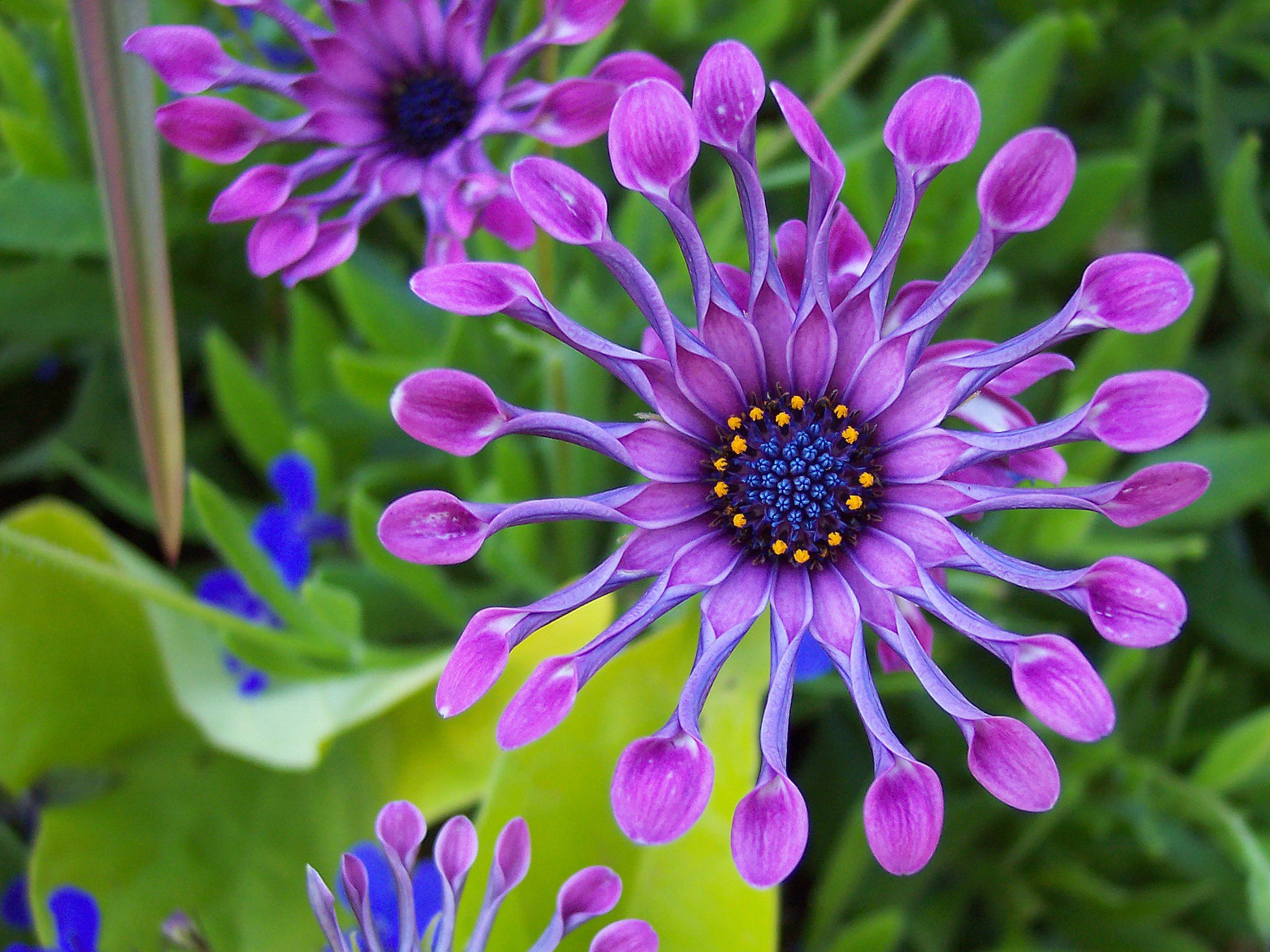 Daisy Earth Flower Purple Flower 1951x1463