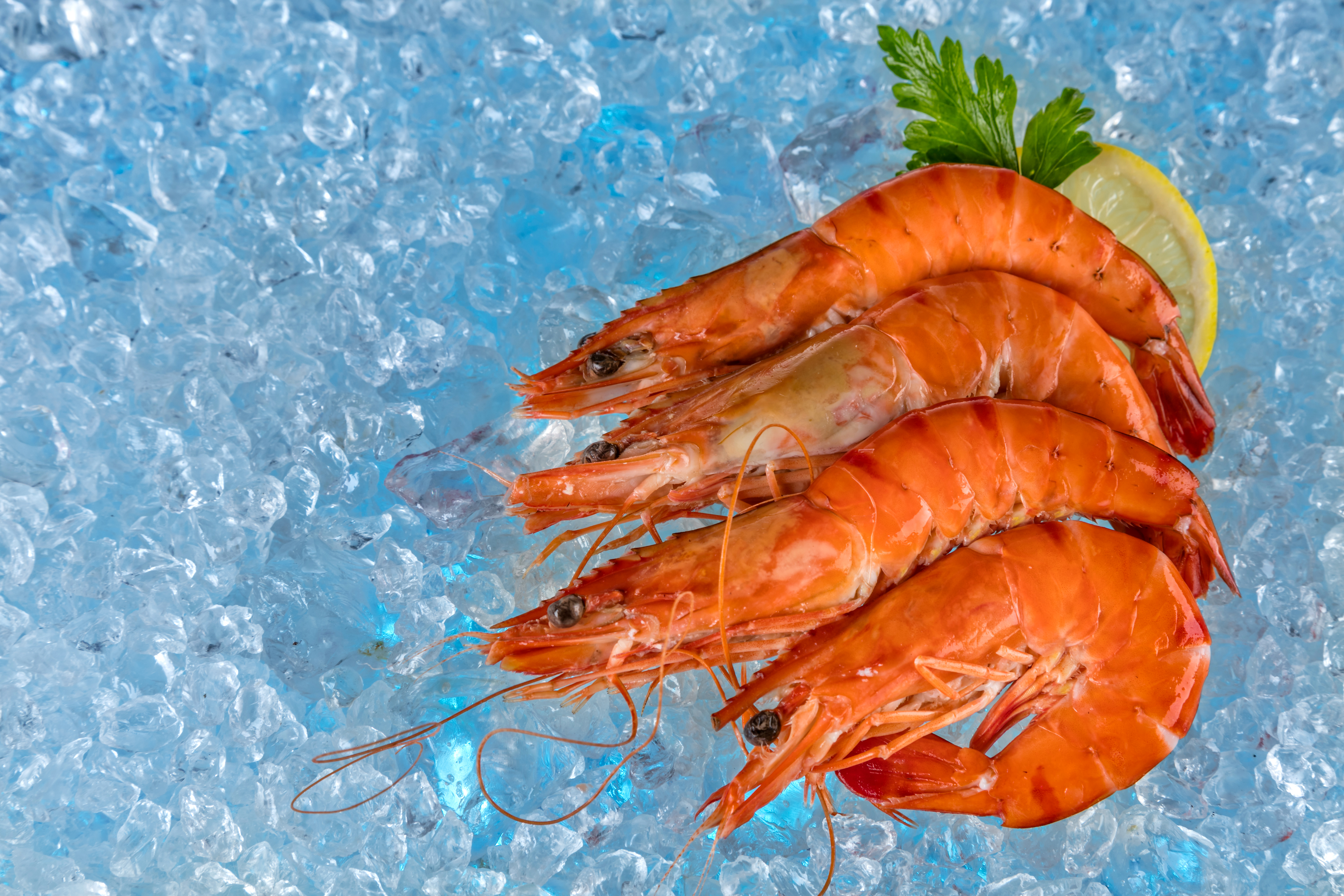 Ice Seafood Shrimp 6480x4320