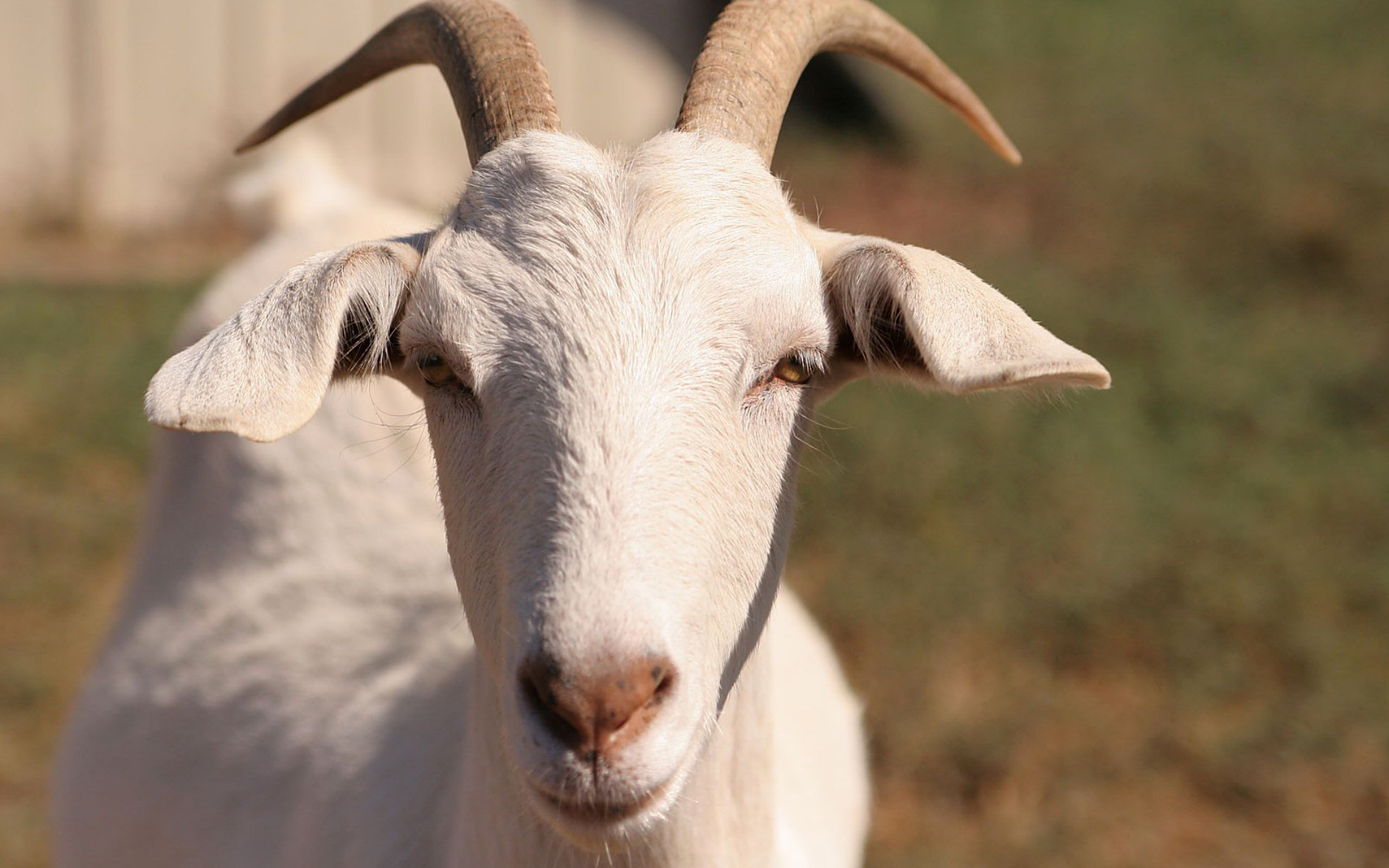 Animal Goat 1920x1200