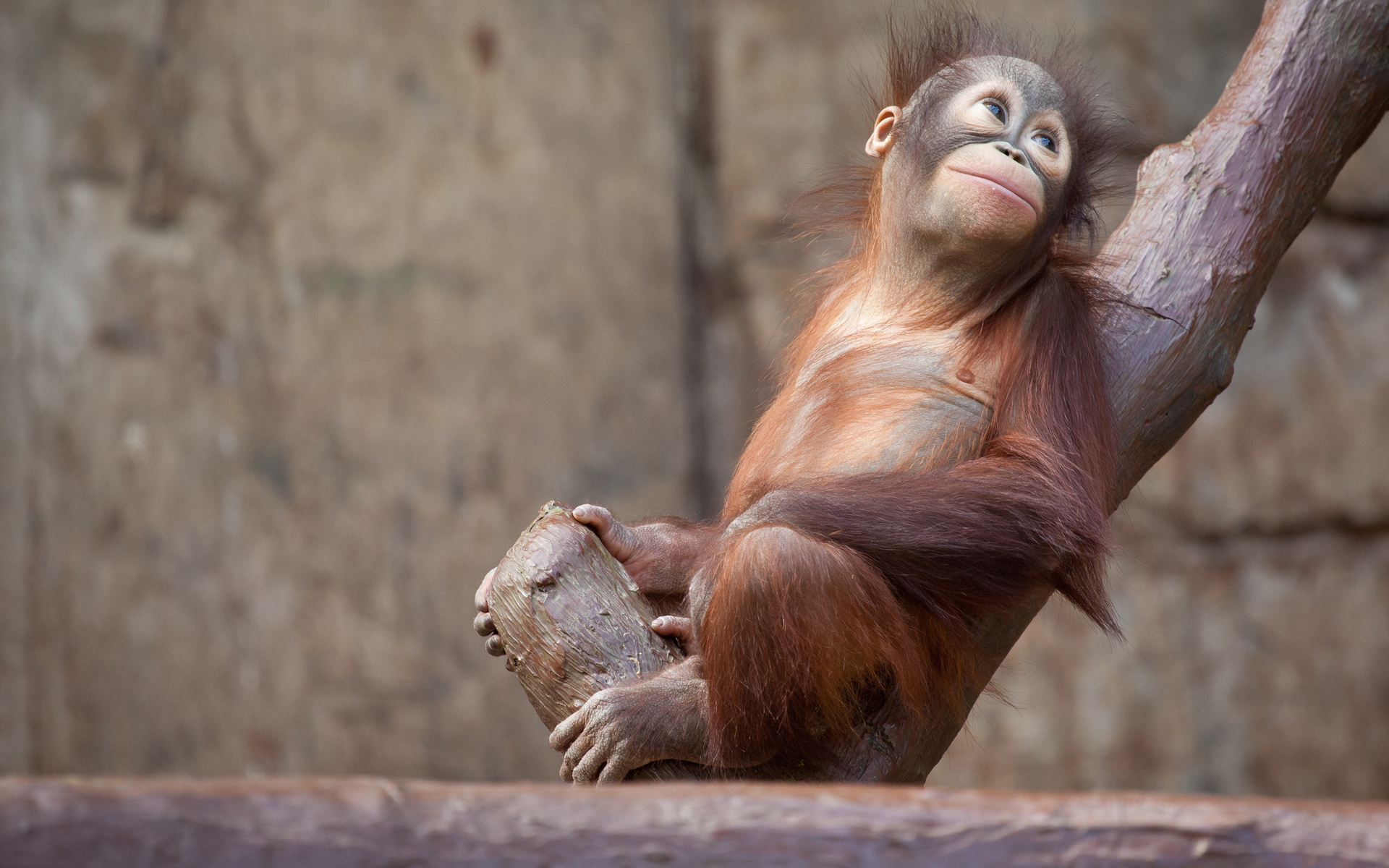 Baby Animal Orangutan Primate Zoo 1920x1200