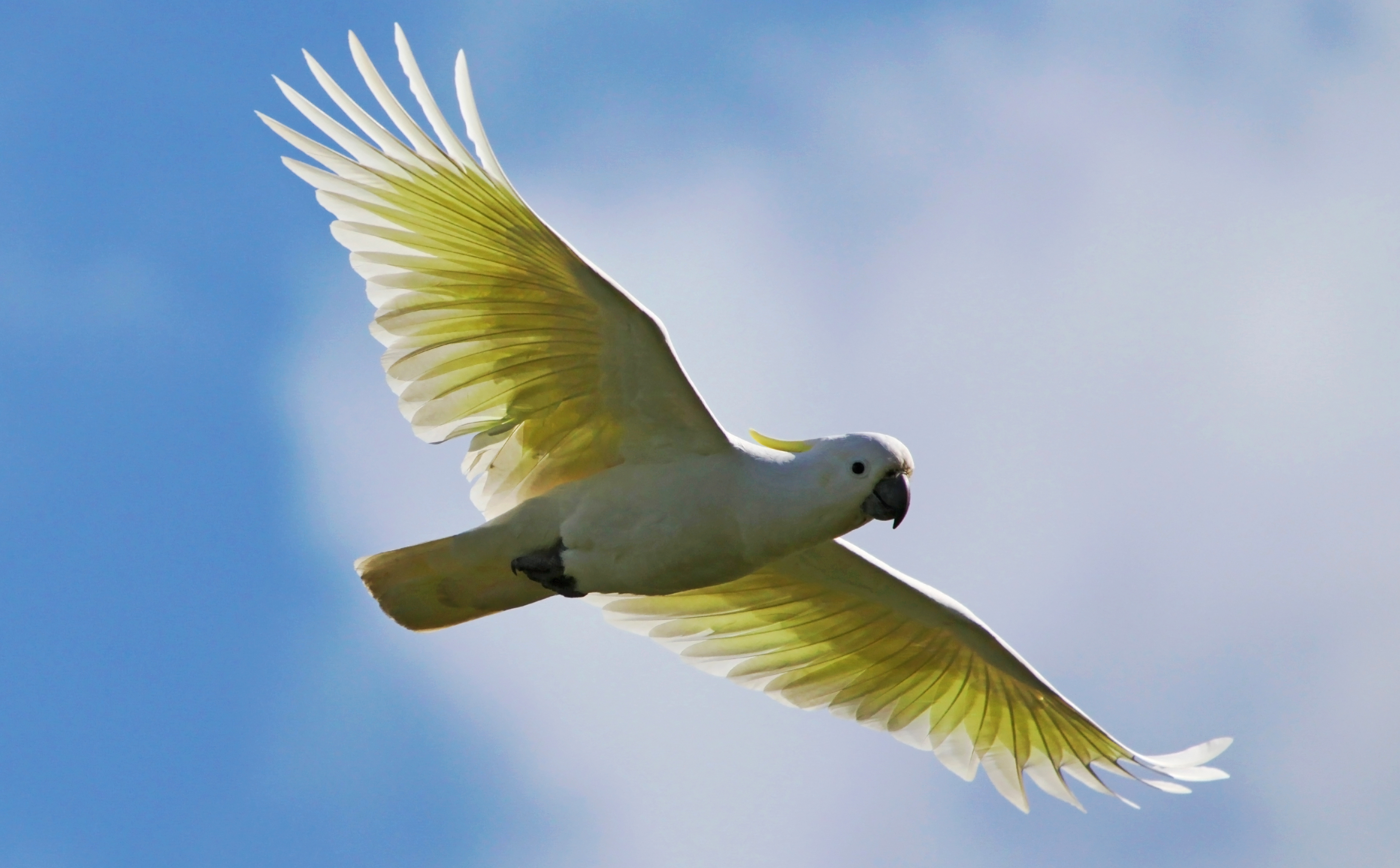 Bird Cockatoo Parrot Sulphur Crested Cockatoo Wings 3703x2295