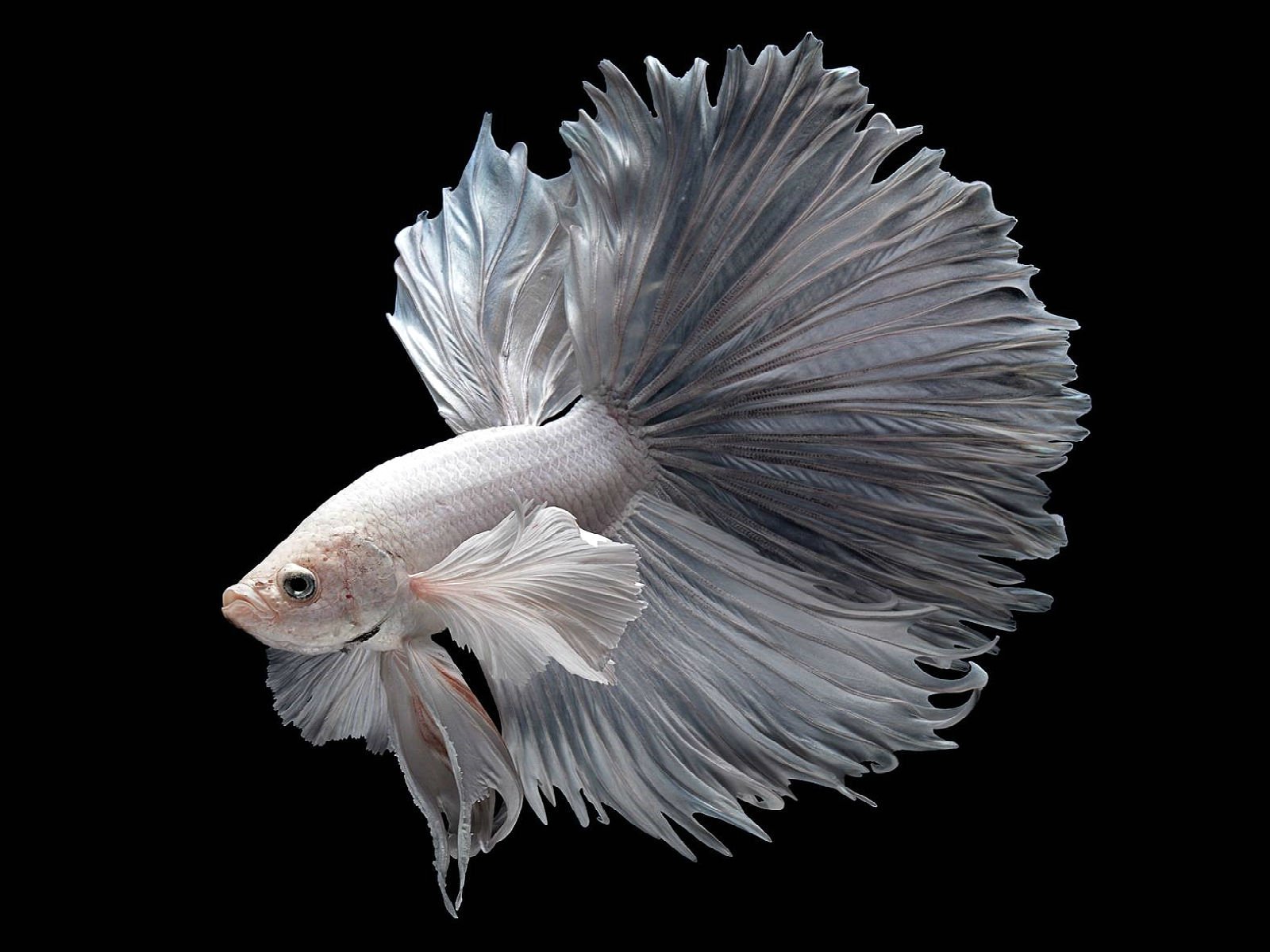 Siamese Fighting Fish 1600x1200