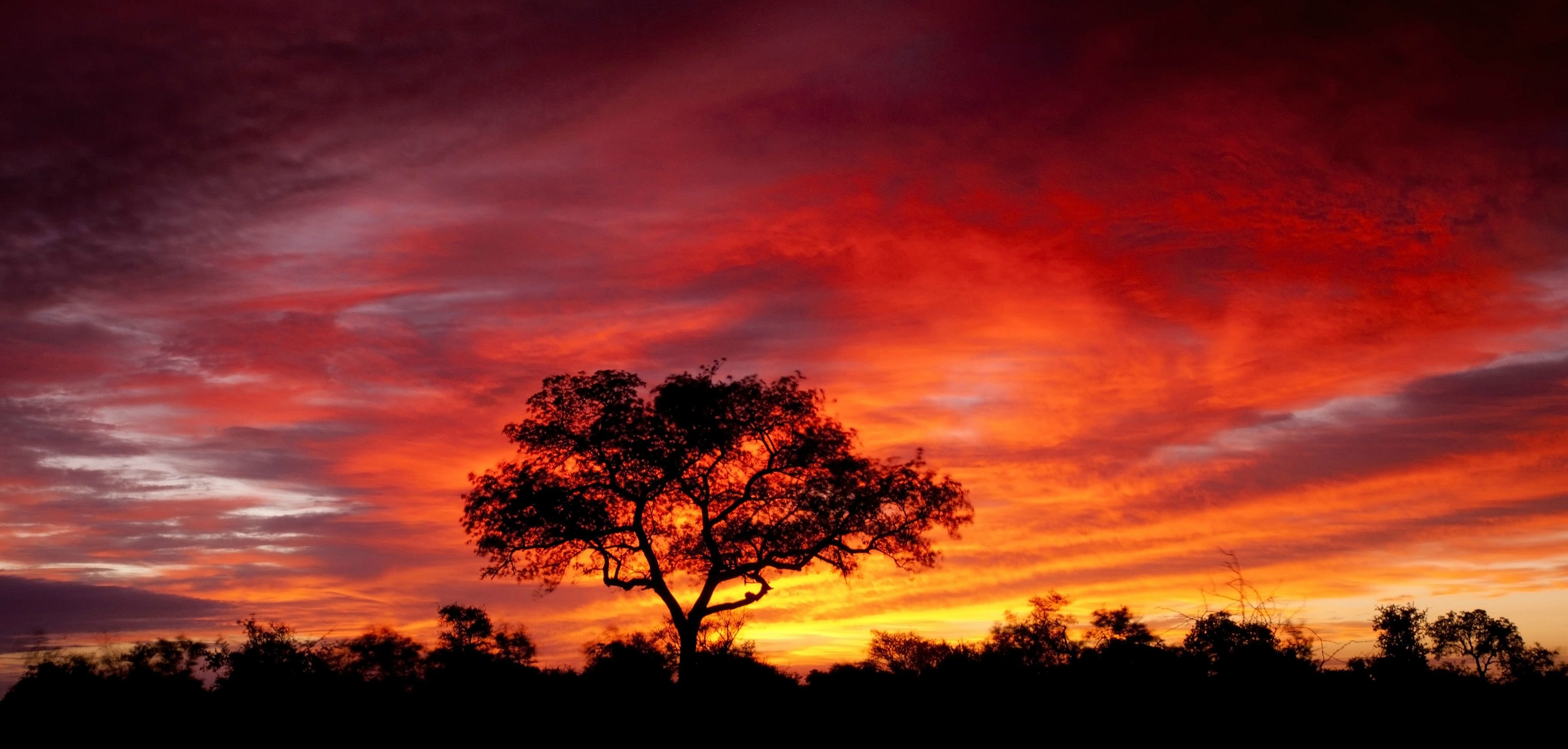 Nature Silhouette Sky South Africa Sunset Tree Orange Color 3824x1827