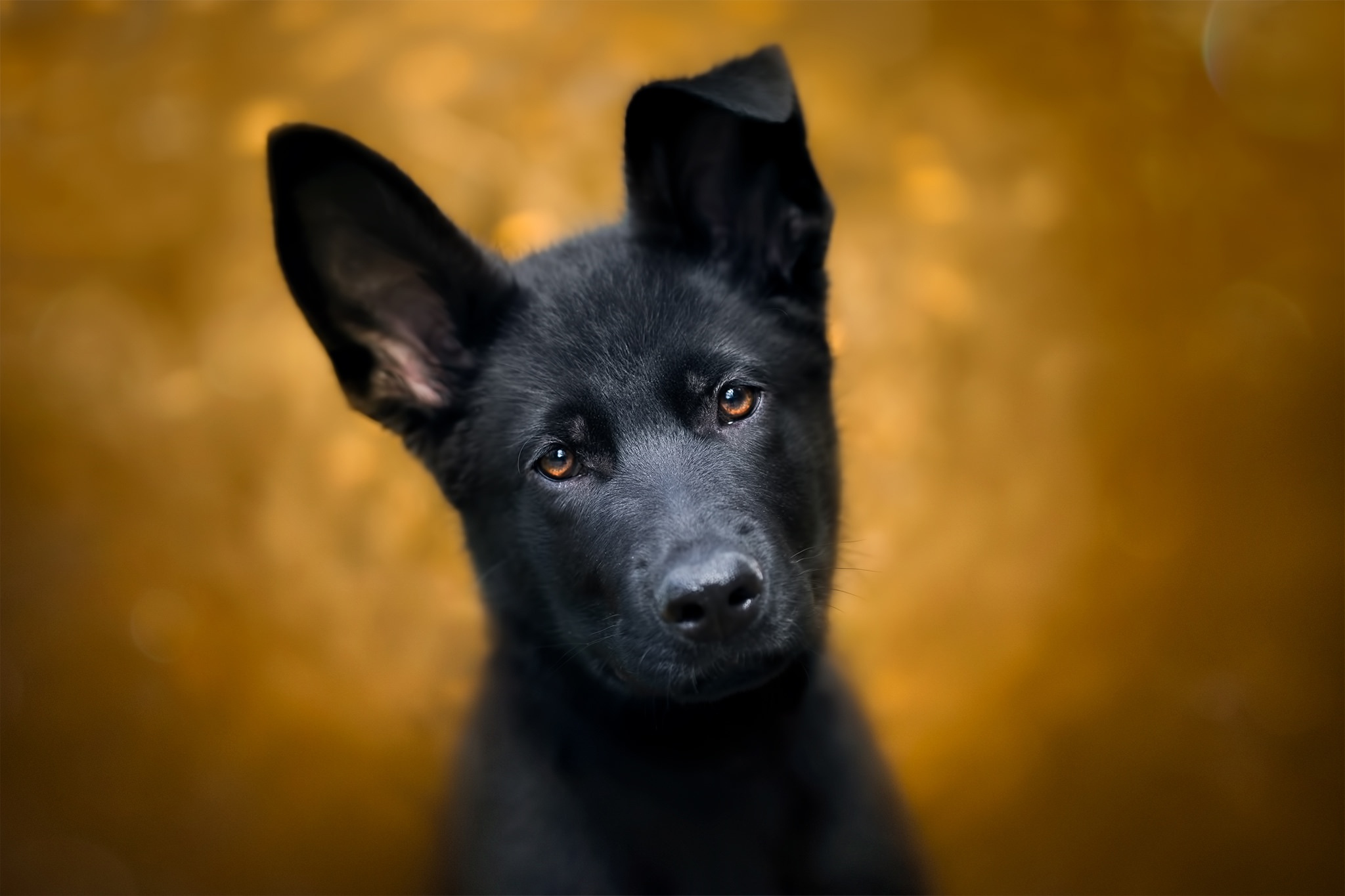 Baby Animal Dog German Shepherd Muzzle Puppy Stare 2048x1365