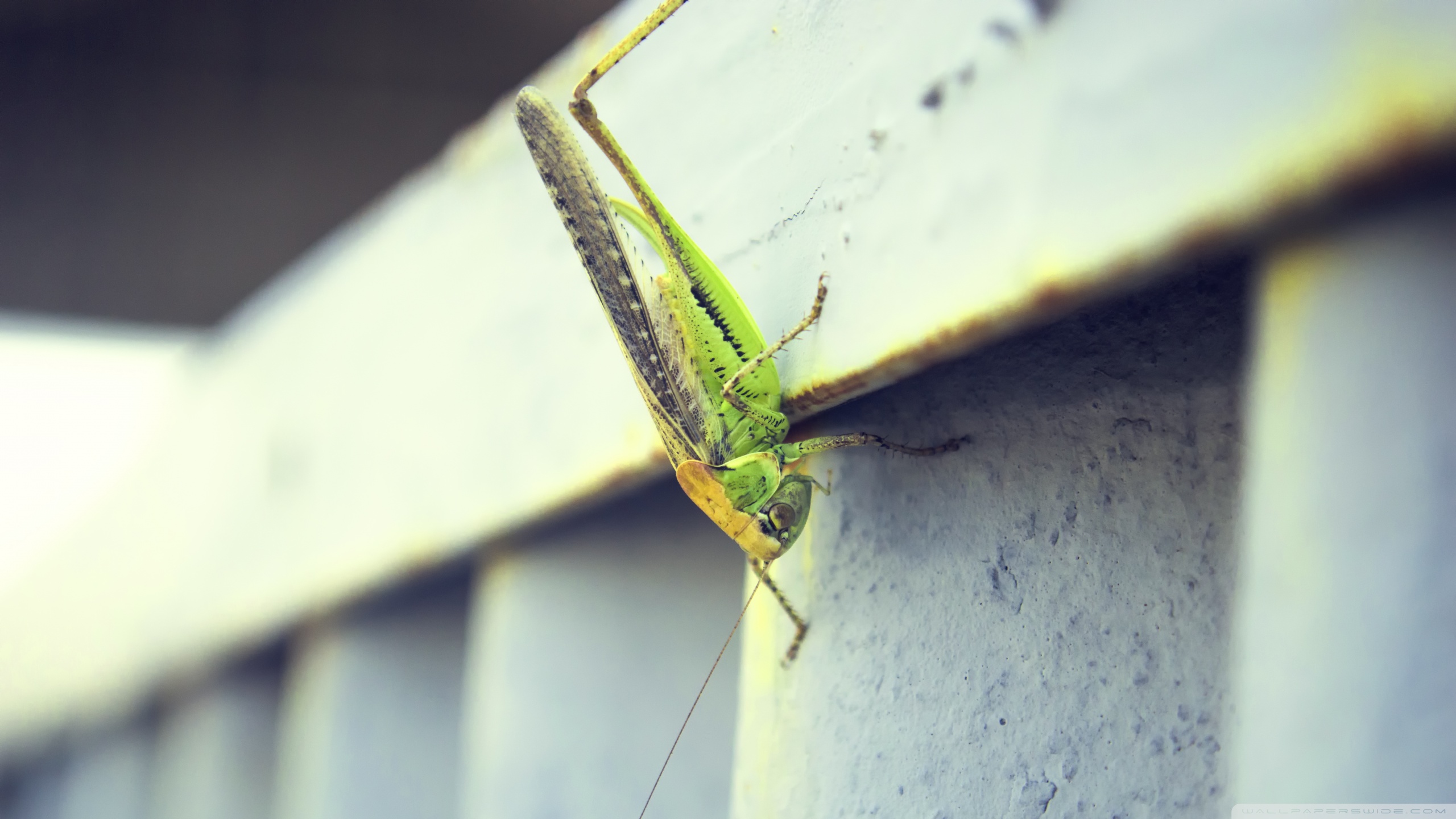 Grasshopper 2560x1440