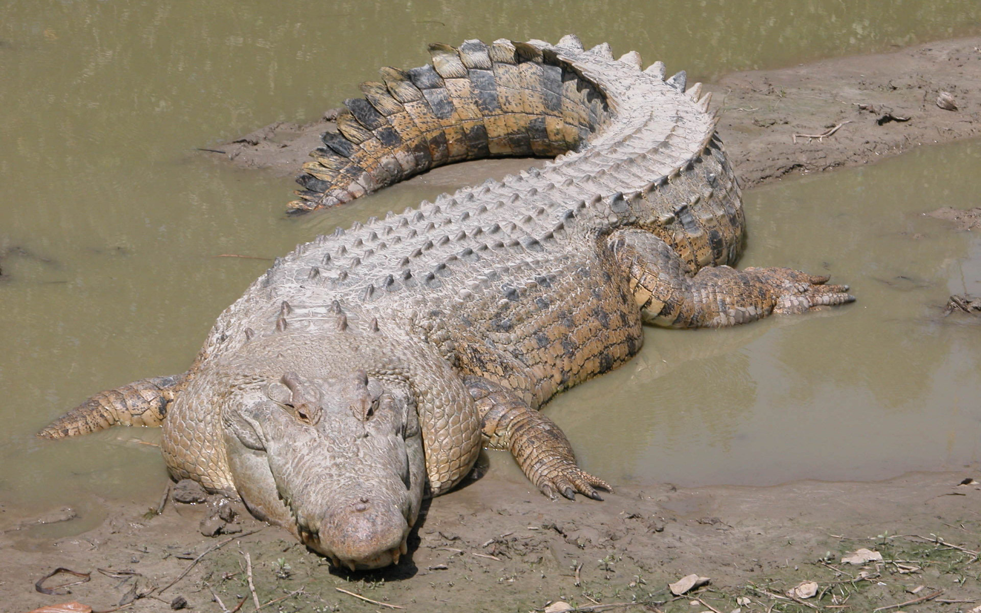 Crocodile 1920x1200