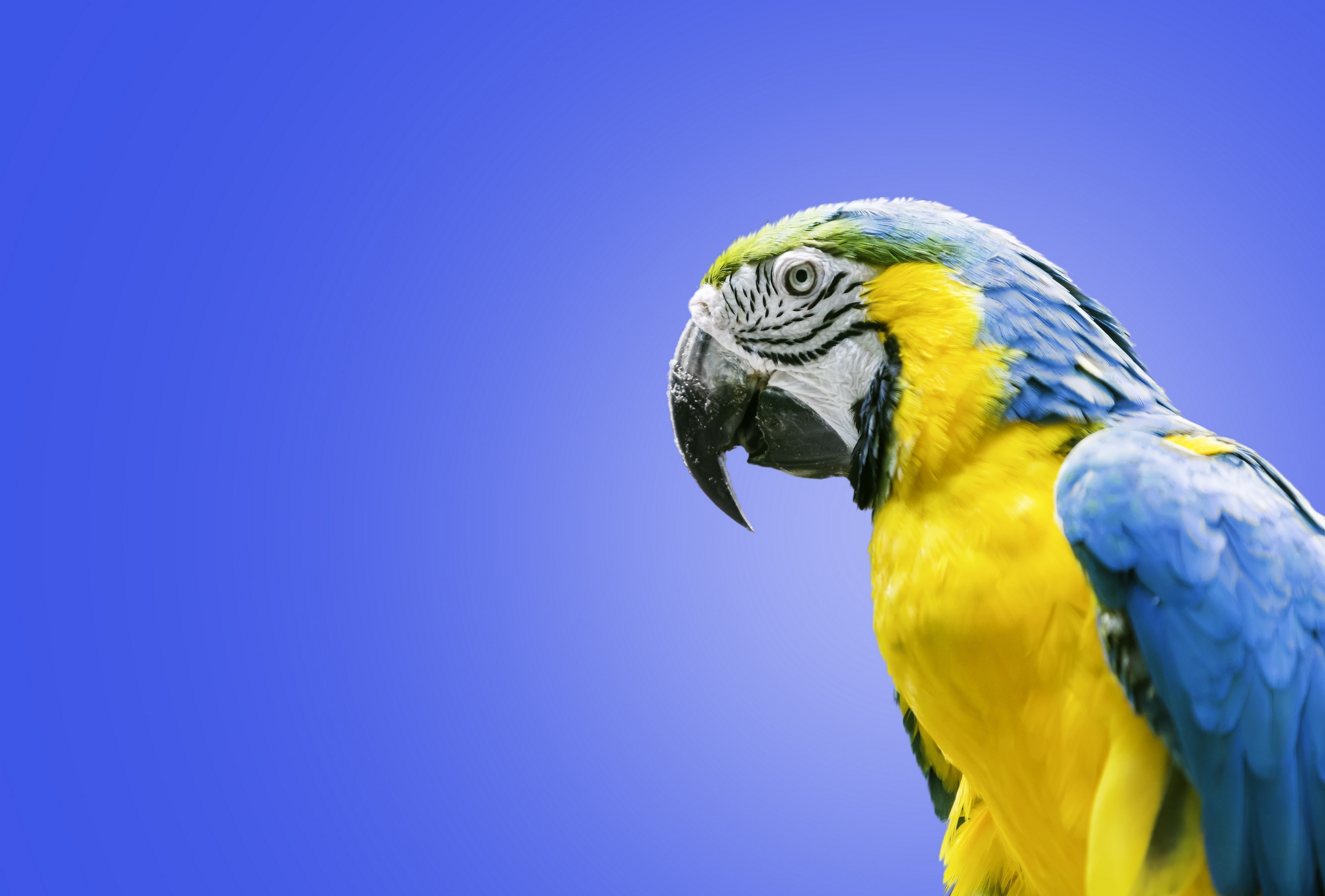 Blue And Yellow Macaw Macaw Parrot 4000x2705