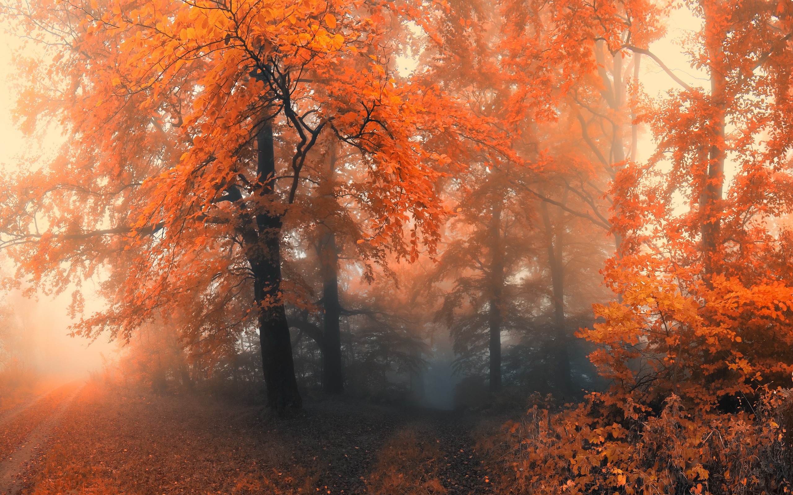Fall Fog Foliage Forest Path Tree Orange Color 2560x1600