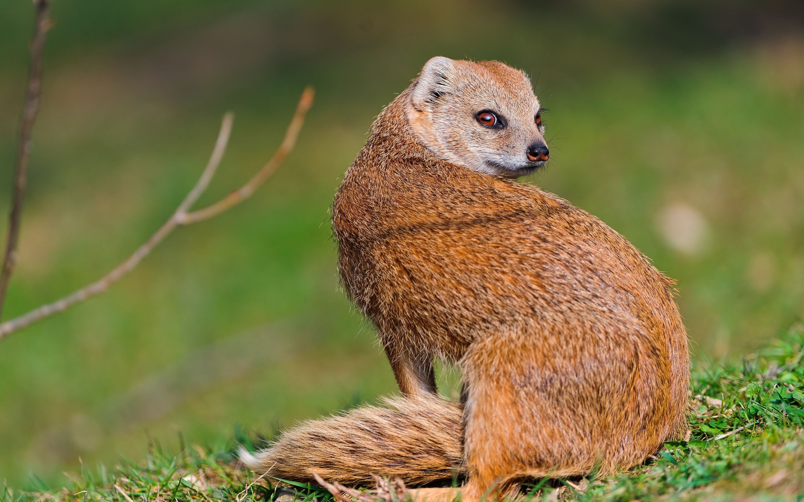 Animal Mongoose 2560x1600