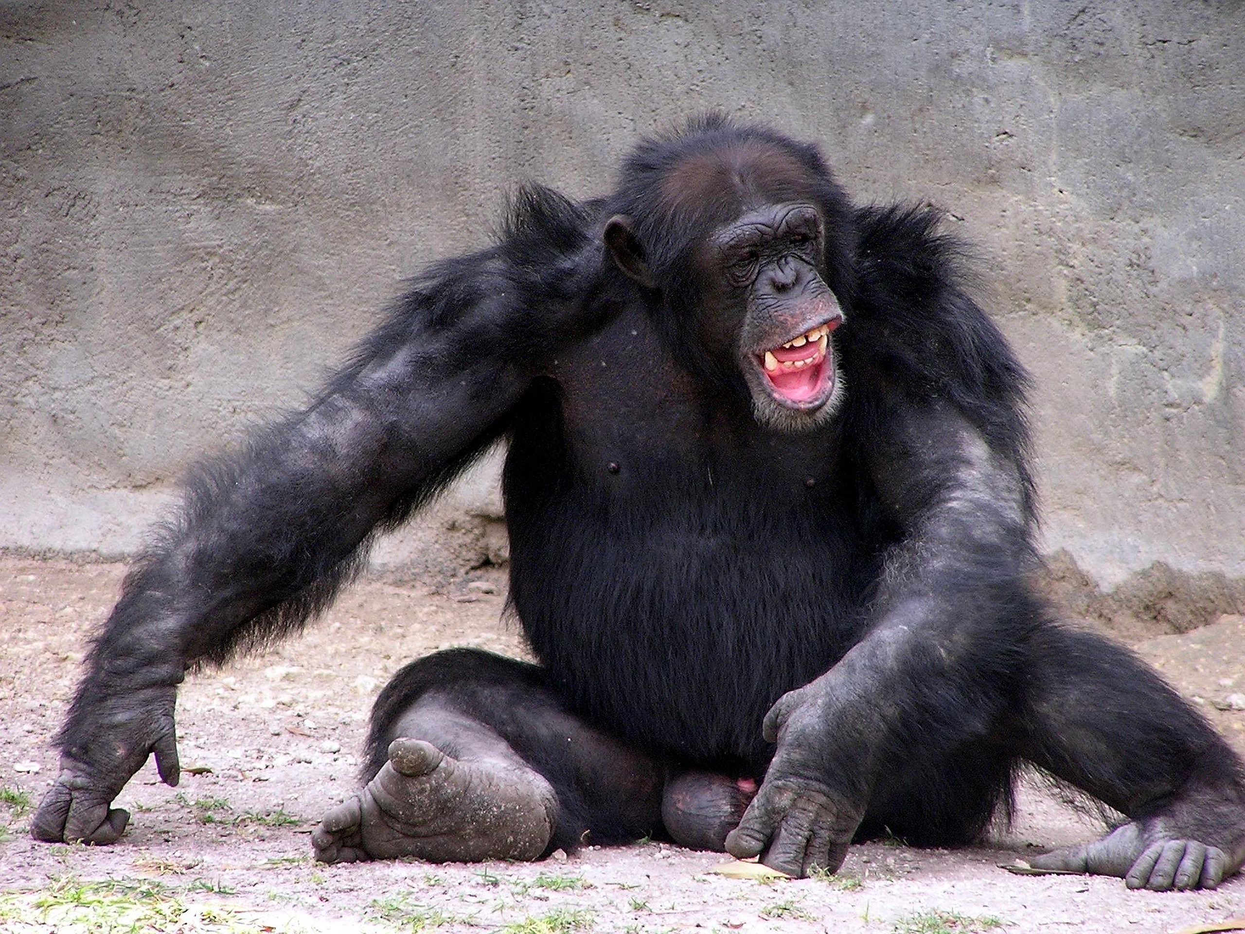 Animal Chimpanzee 2560x1920