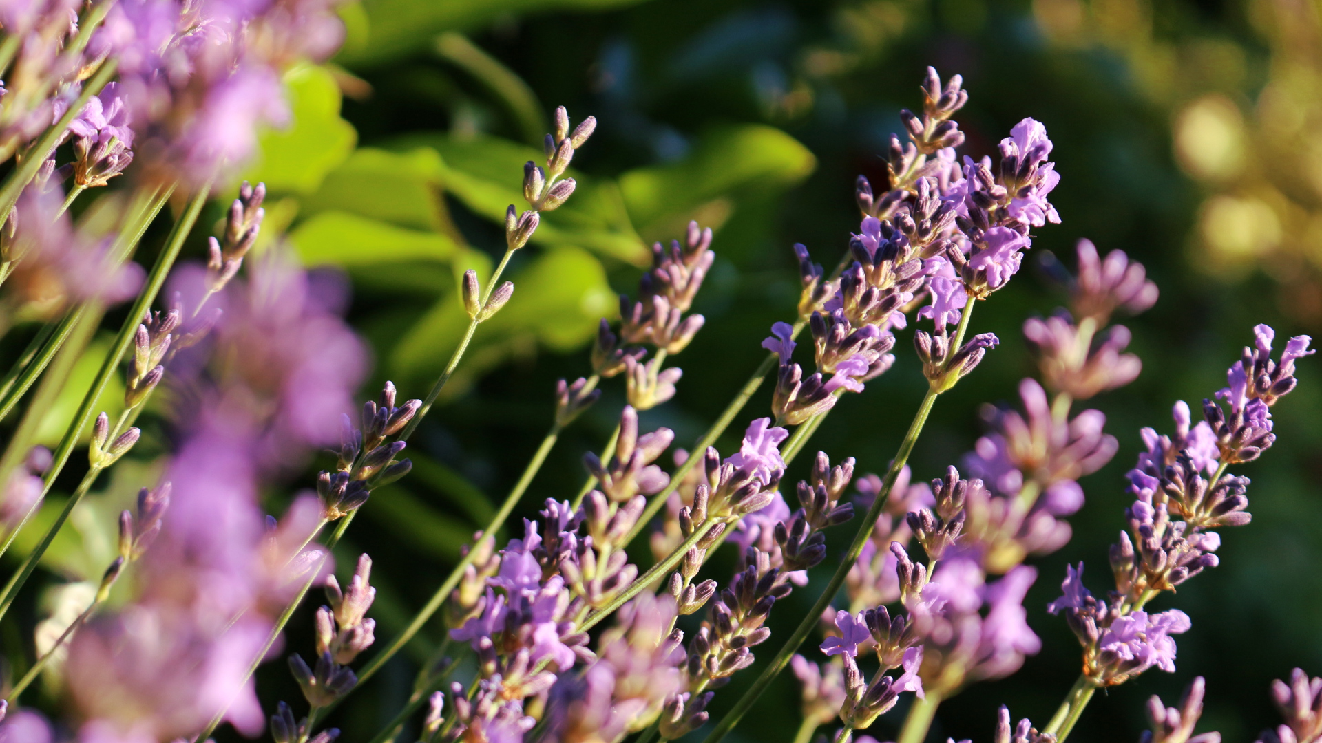 Close Up Earth Lavender Photography 1920x1080