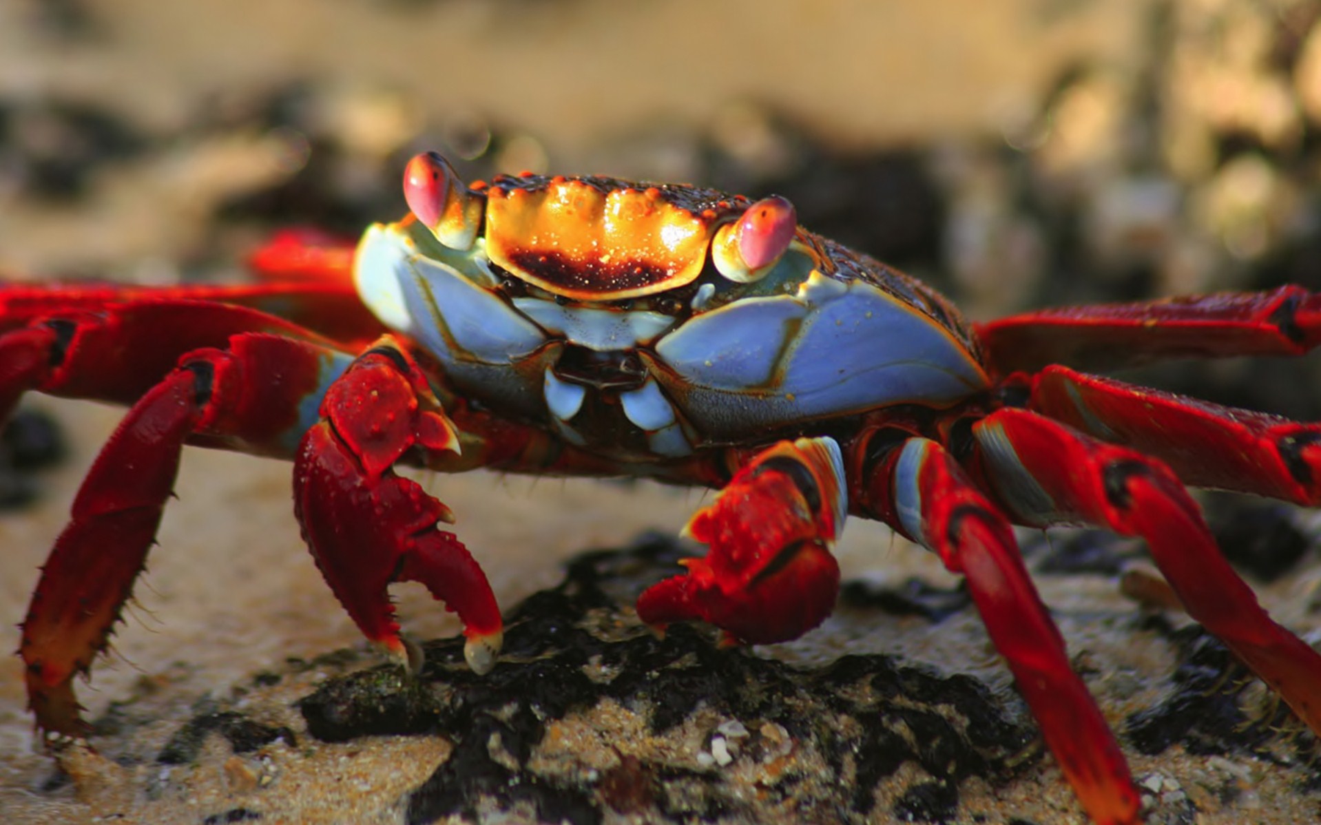 Animal Crab 1918x1198