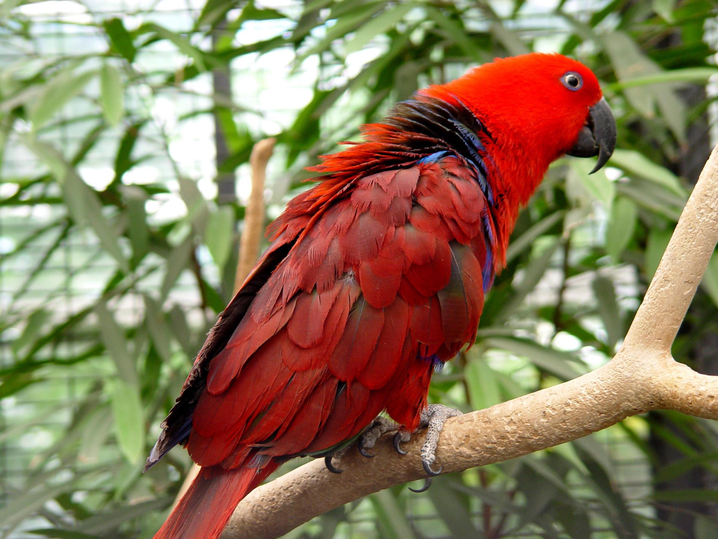Eclectus Parrot Parrot 2400x1800