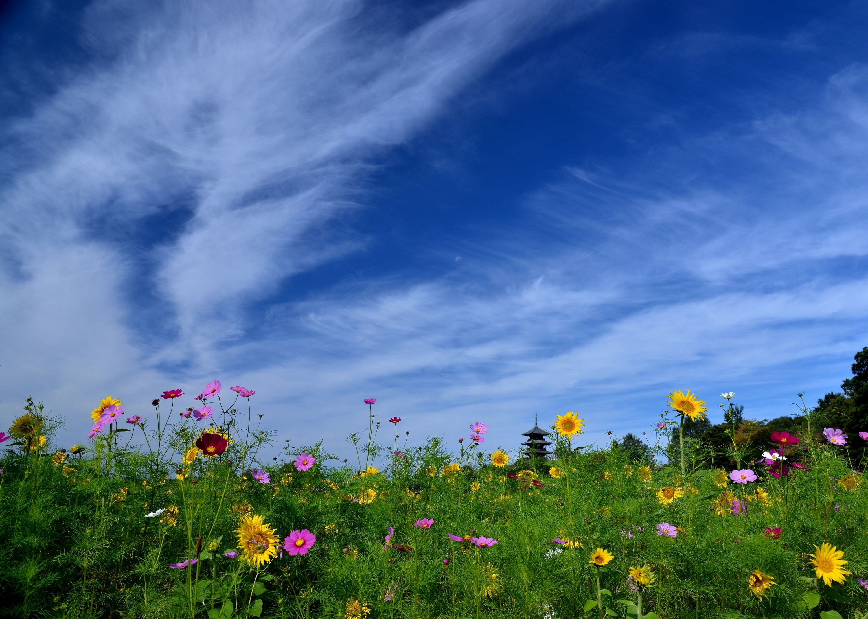 Colorful Earth Field Flower Pink Flower Spring Wildflower Yellow Flower 3000x2140