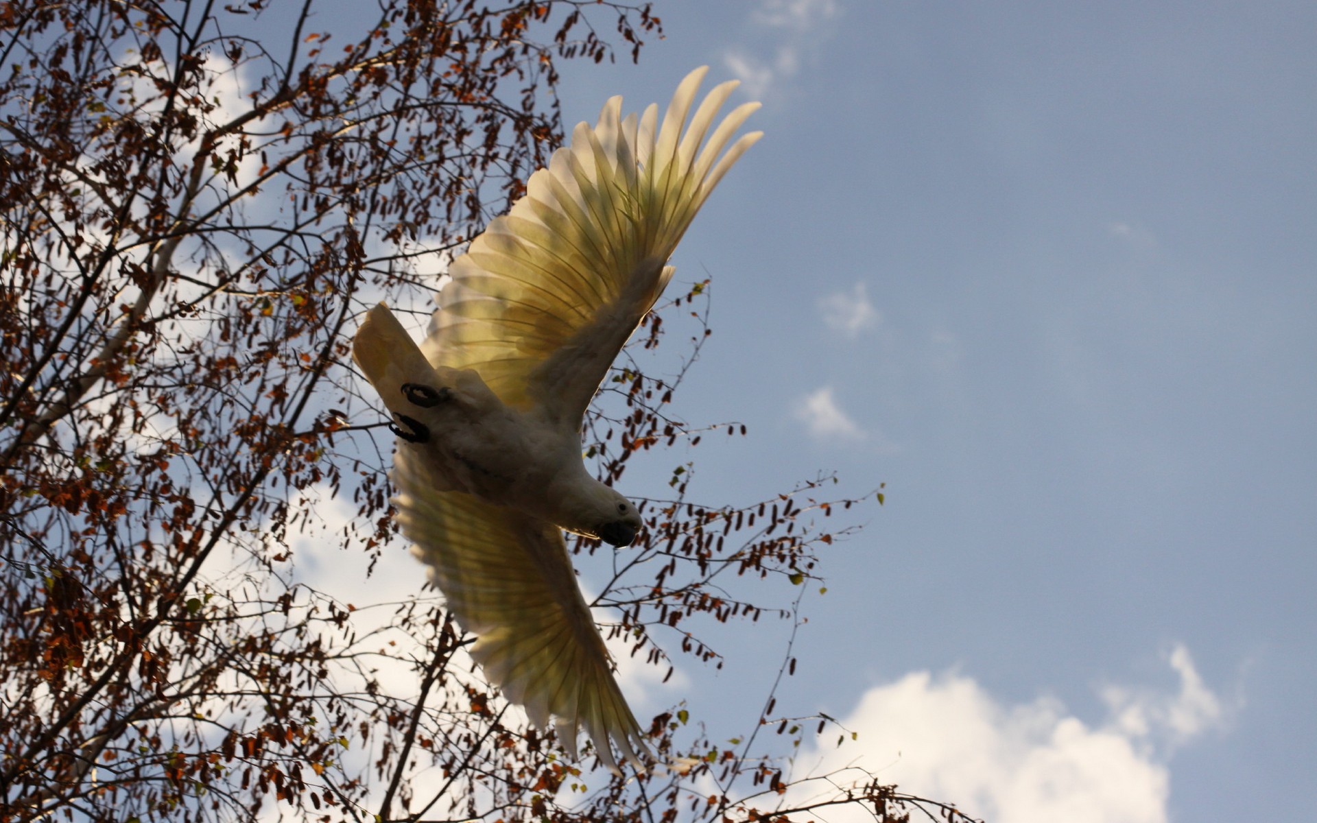 Animal Sulphur Crested Cockatoo 1920x1200