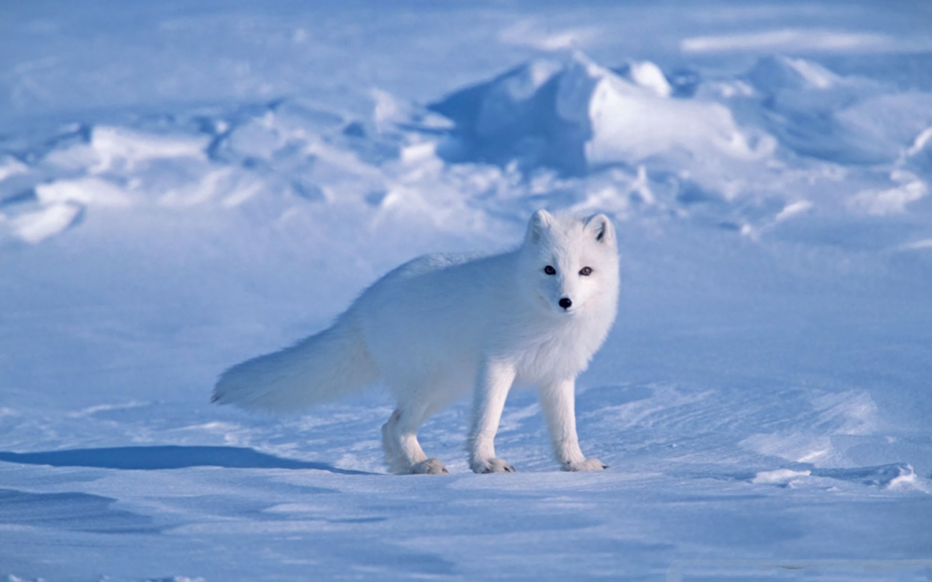 Animal Arctic Fox Snow White Winter 1920x1200