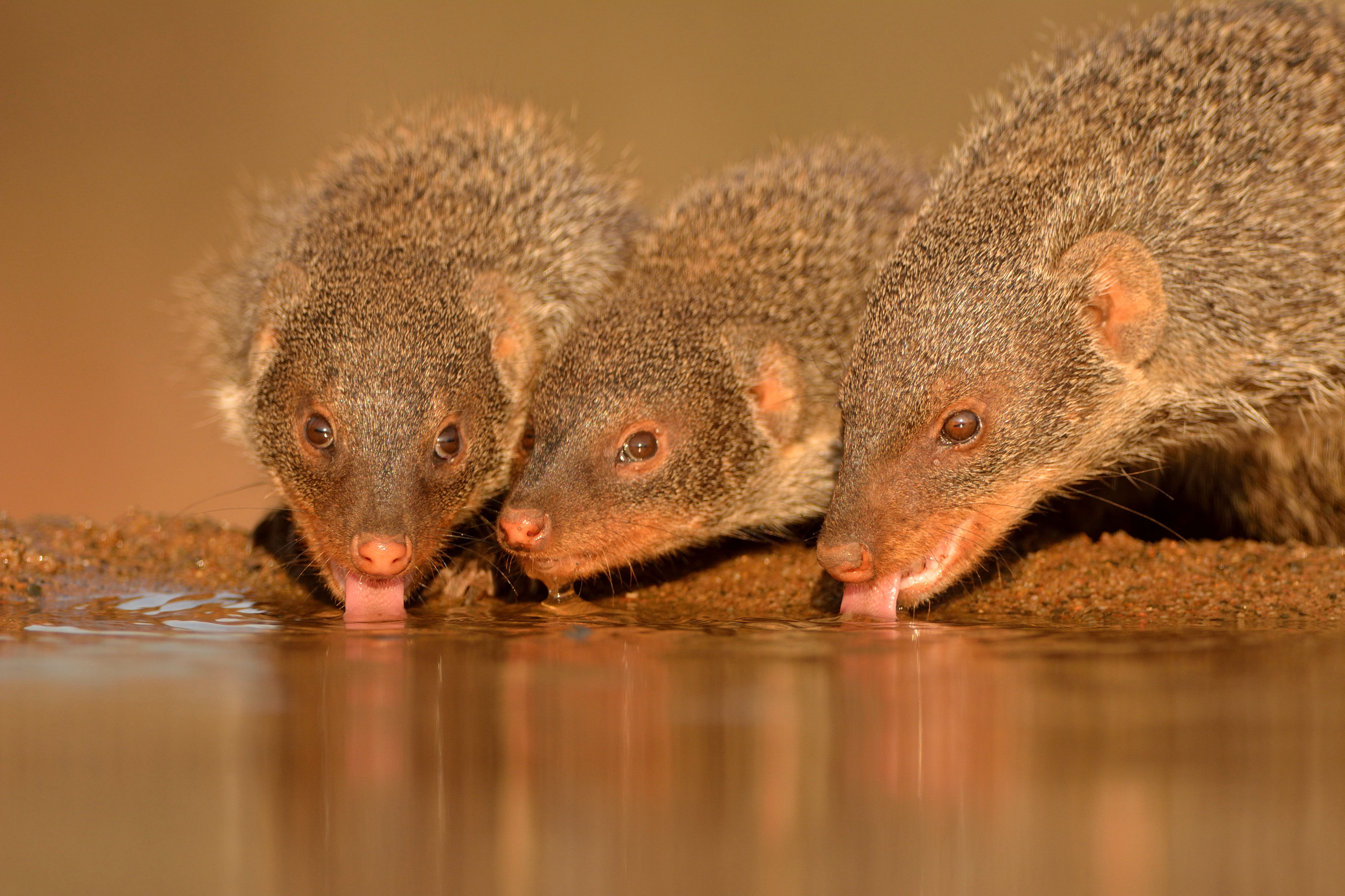 Animal Close Up Mongoose Water 6000x4000