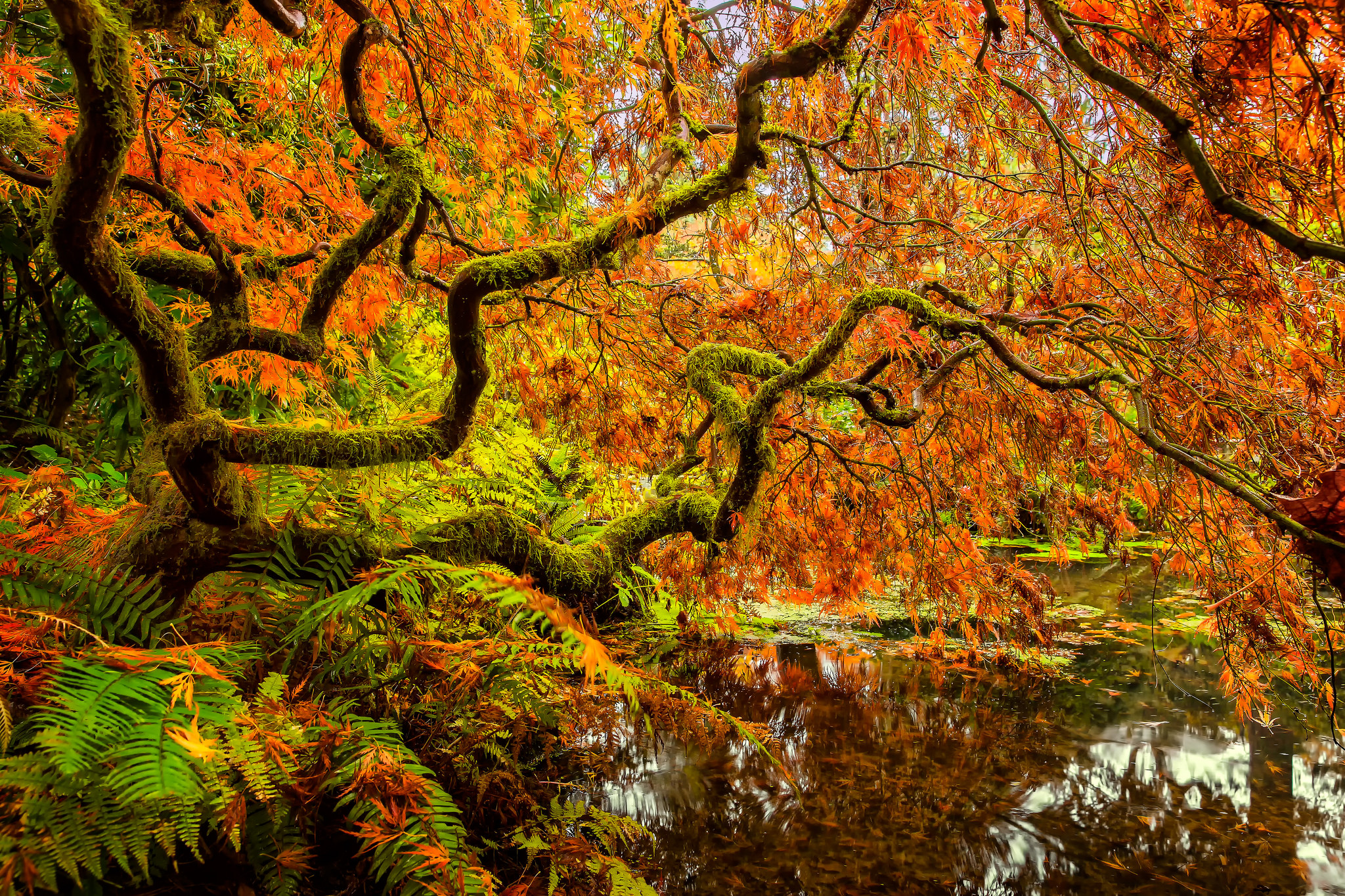 Fall Foliage Japanese Garden Kubota Gardens Moss Oak Seattle Tree 2048x1365