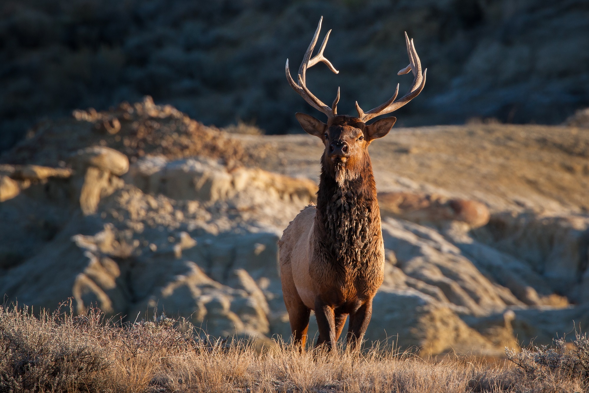 Blur Elk Mammal Wildlife 2000x1333