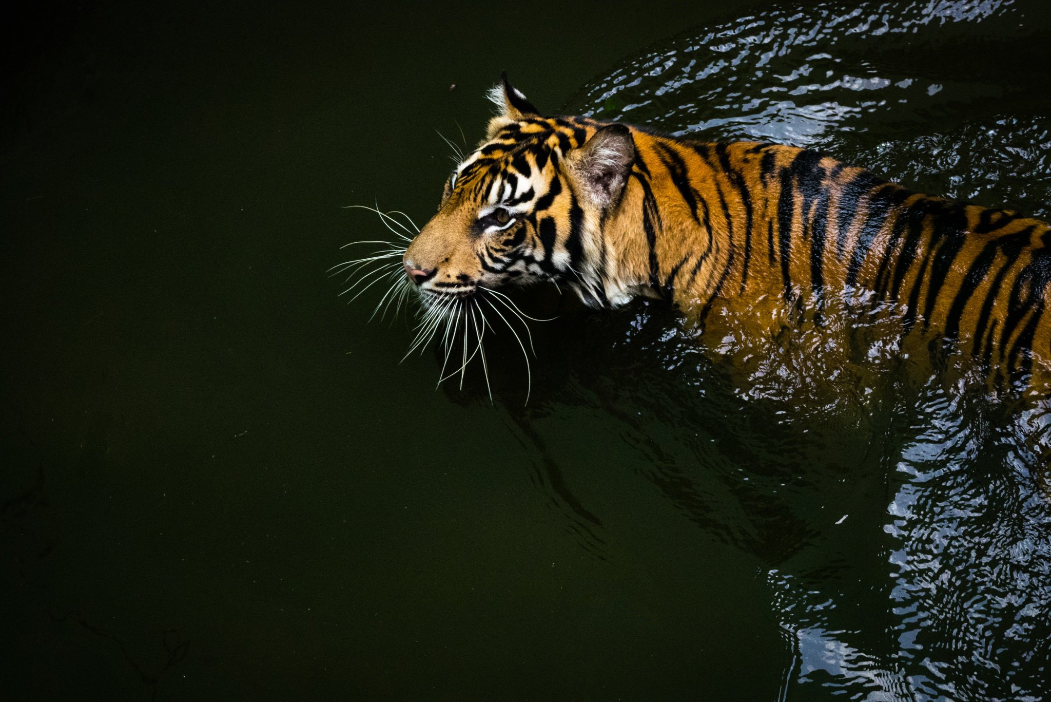 Sumatran Tiger Tiger 2048x1367