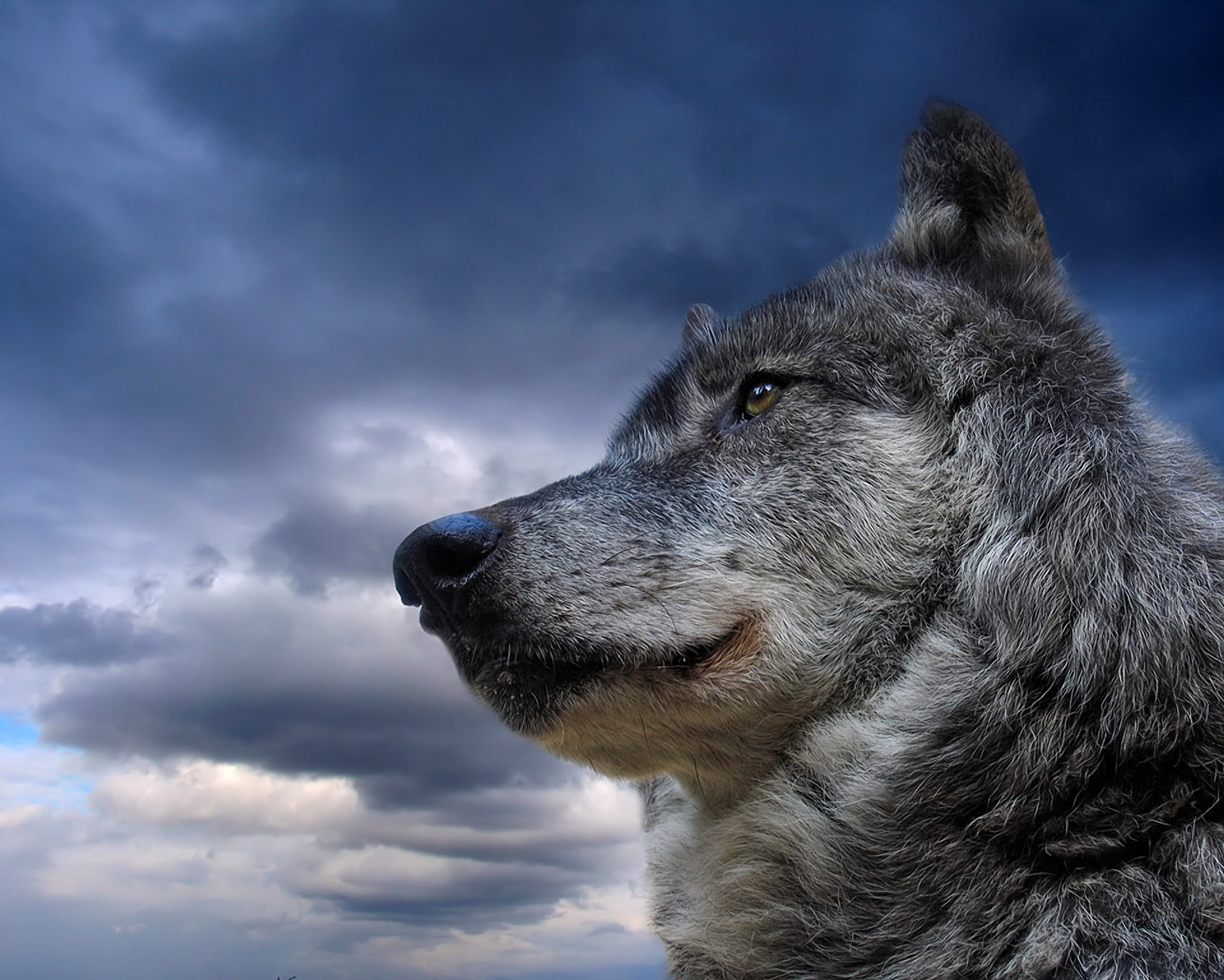 Gray Wolf Wolf 2048x1639