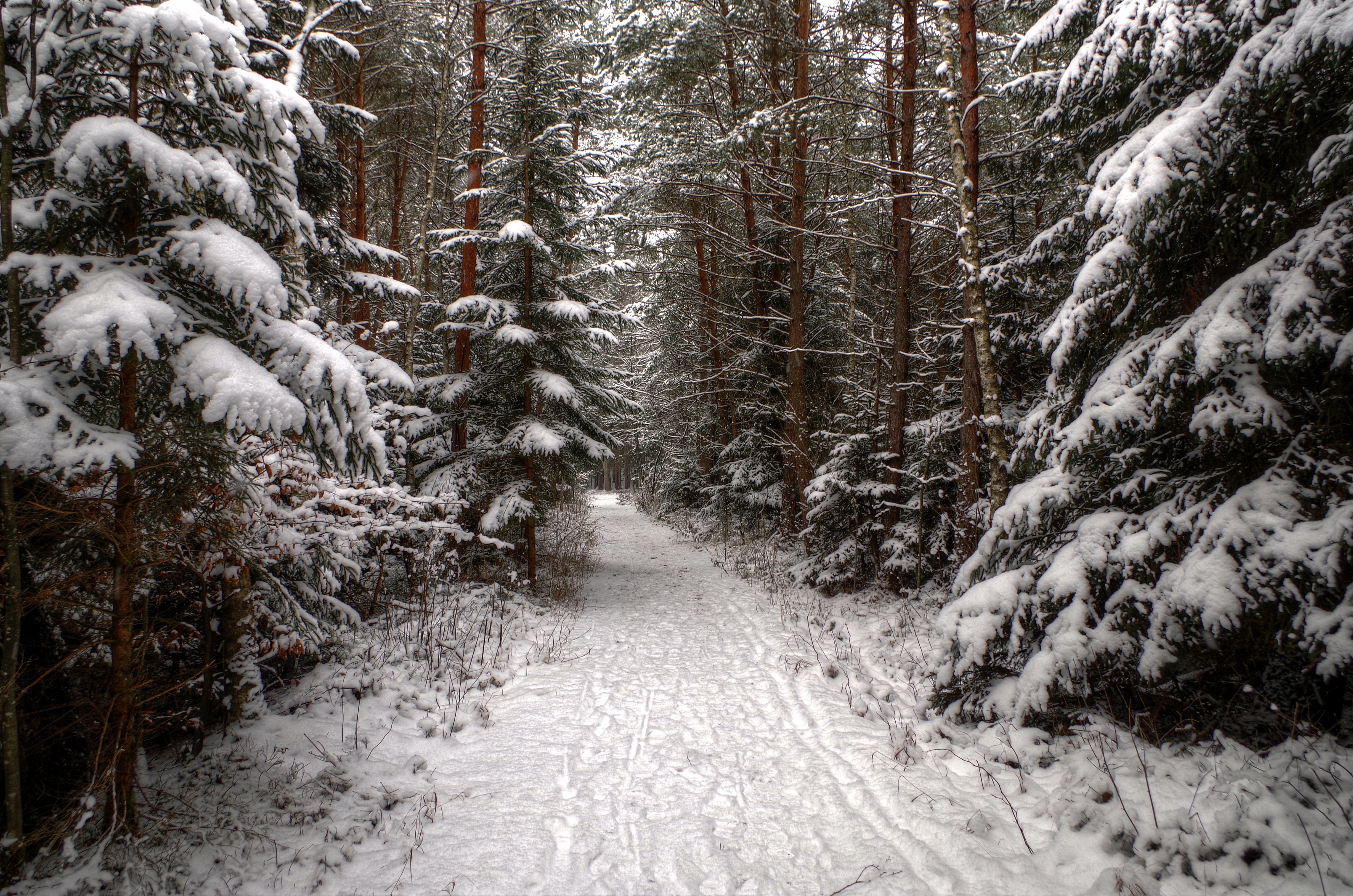 Forest Nature Path Pine Snow Tree Winter 4902x3247