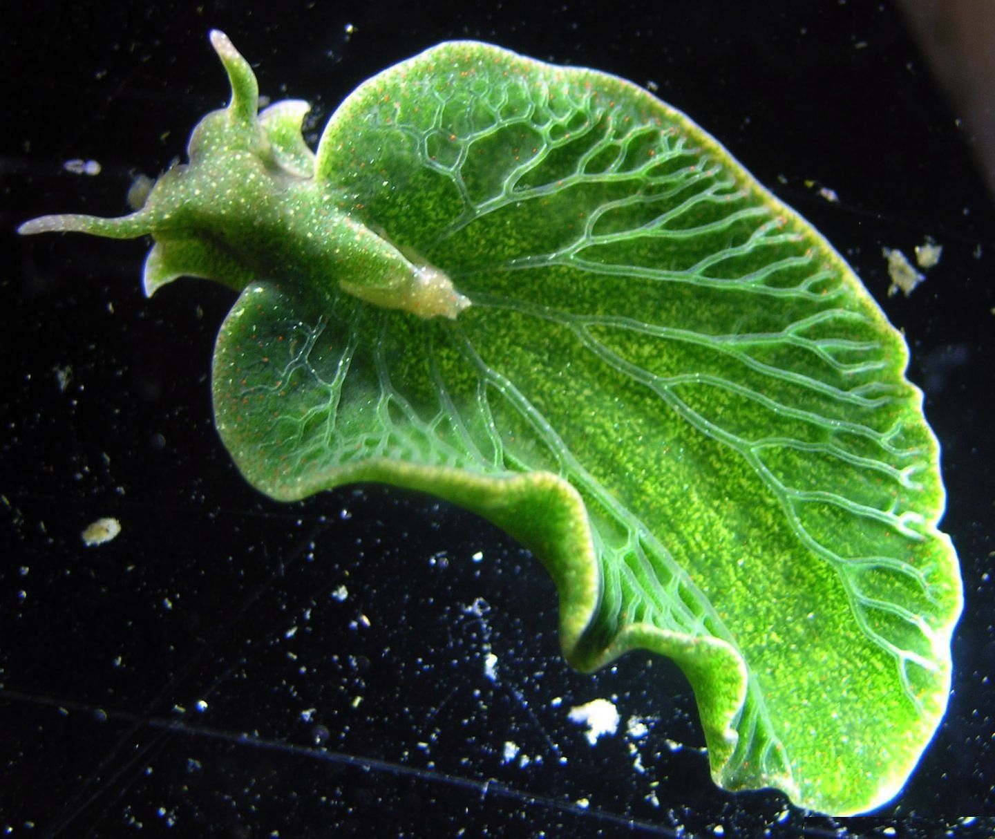 Elysia Chlorotica Sea Slug 1440x1214