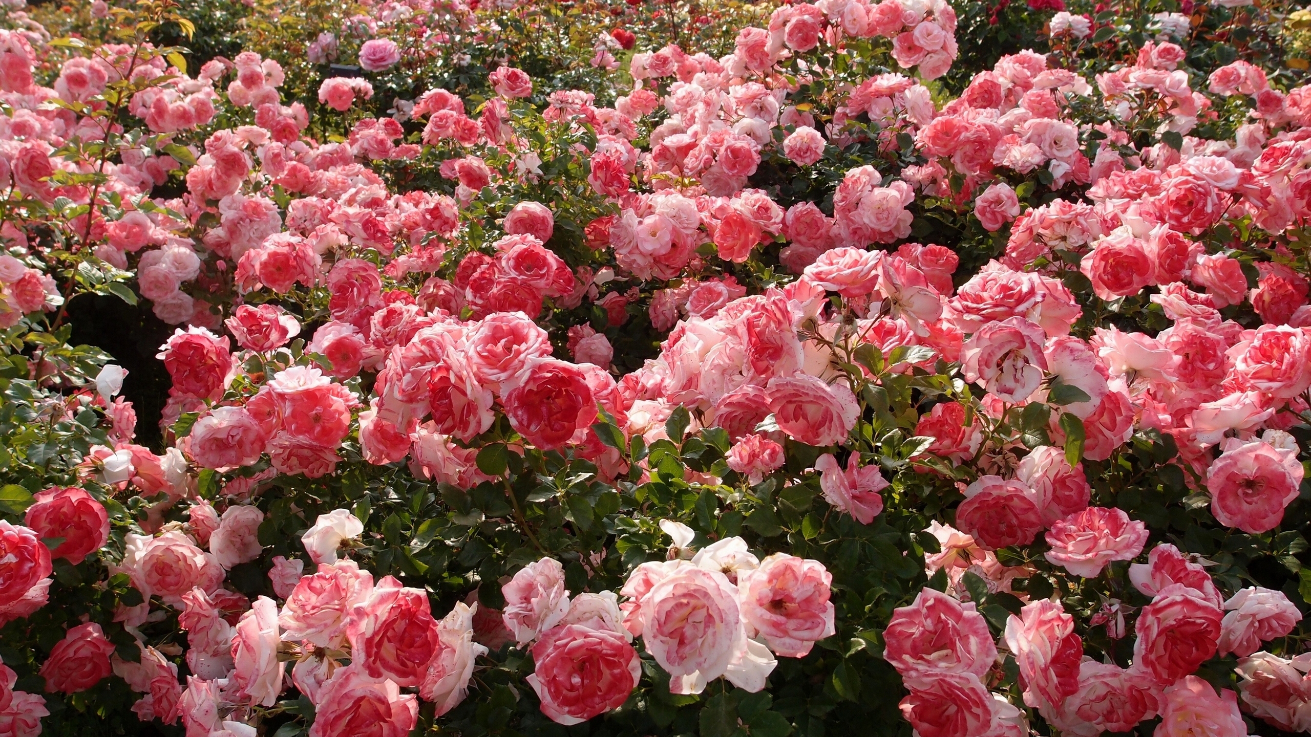 Bush Flower Pink Flower Rose 2560x1440