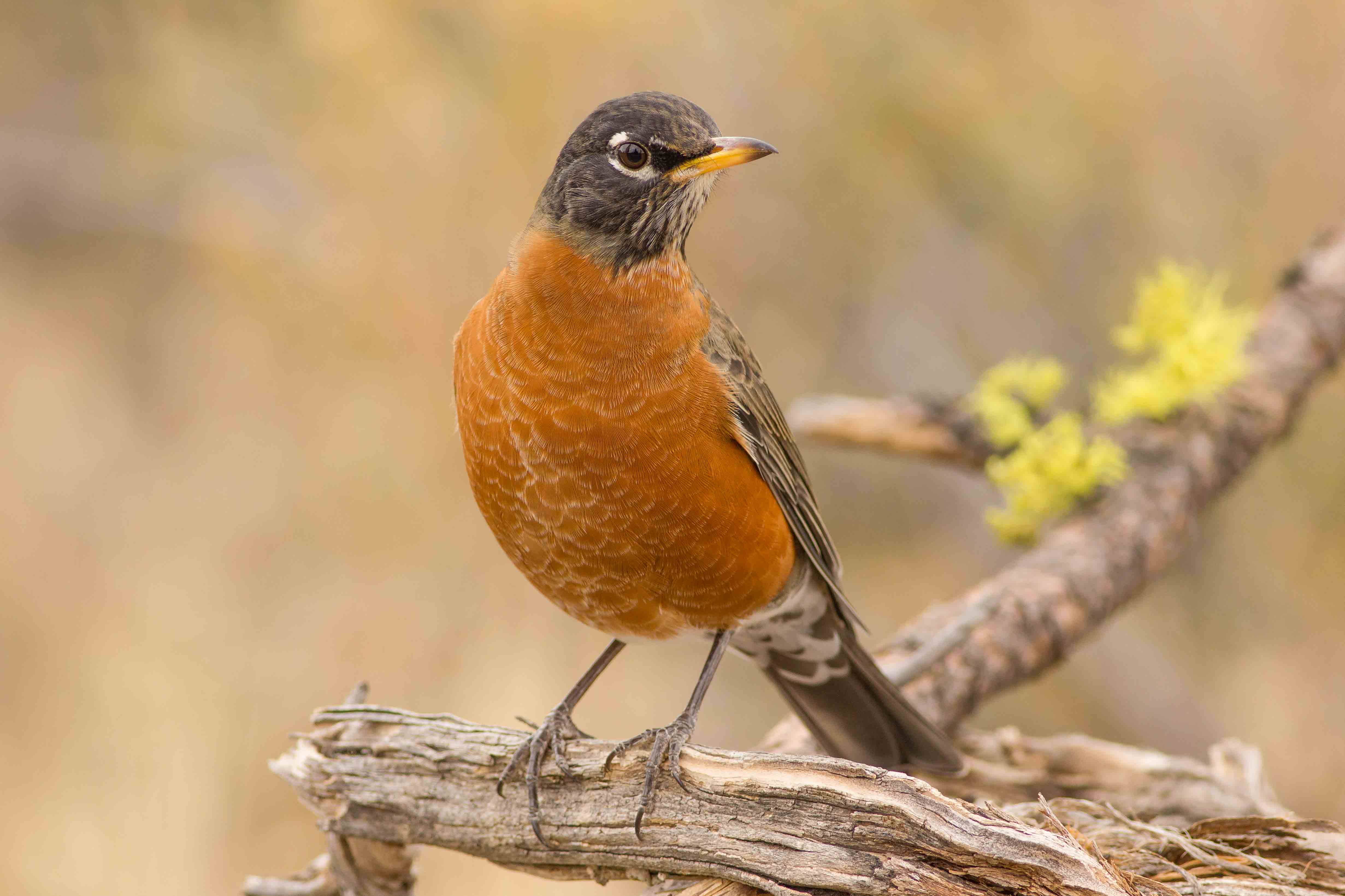 Animal Robin 4924x3283