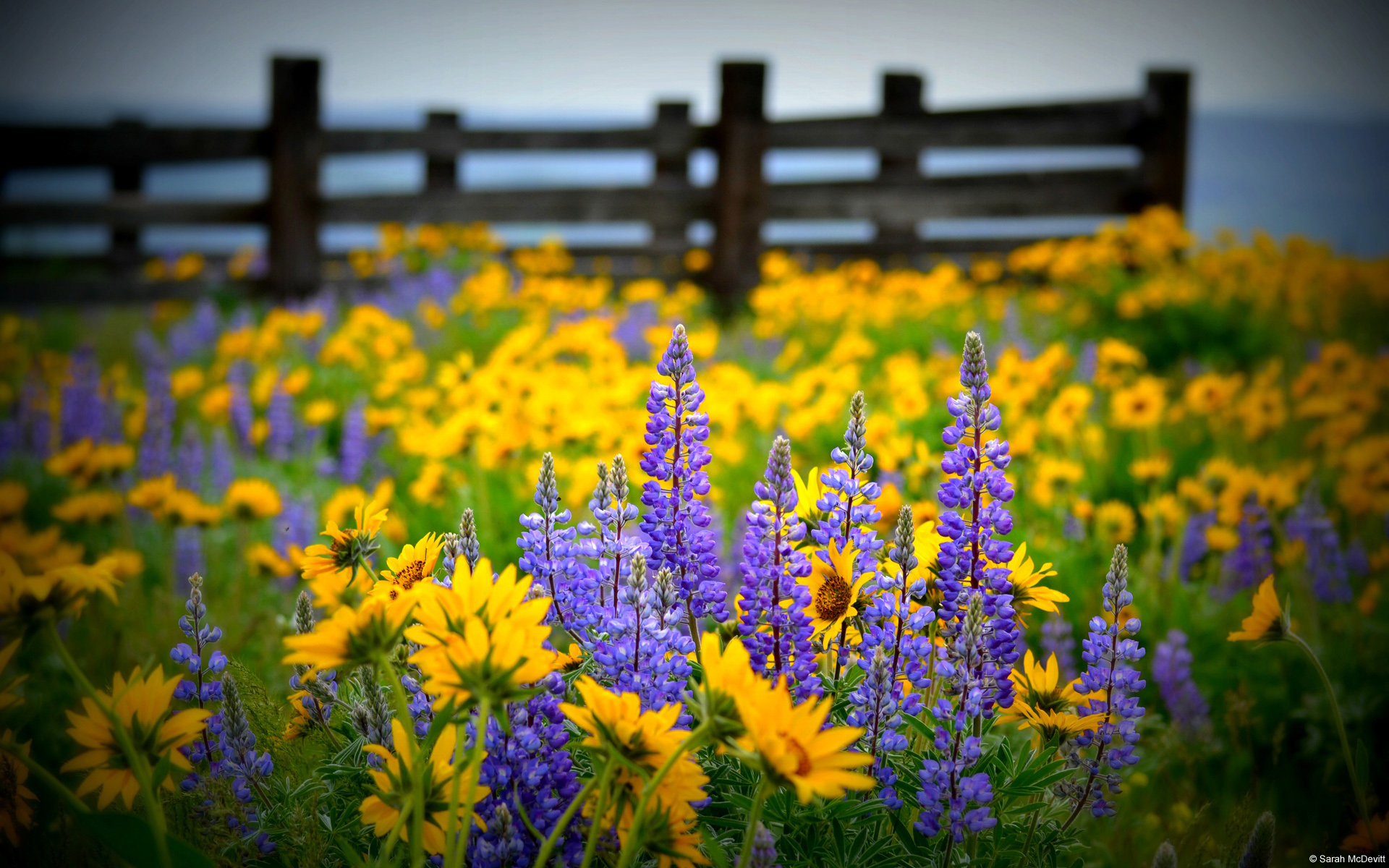 Earth Fence Field Flower Purple Flower Wildflower Yellow Flower 1920x1200