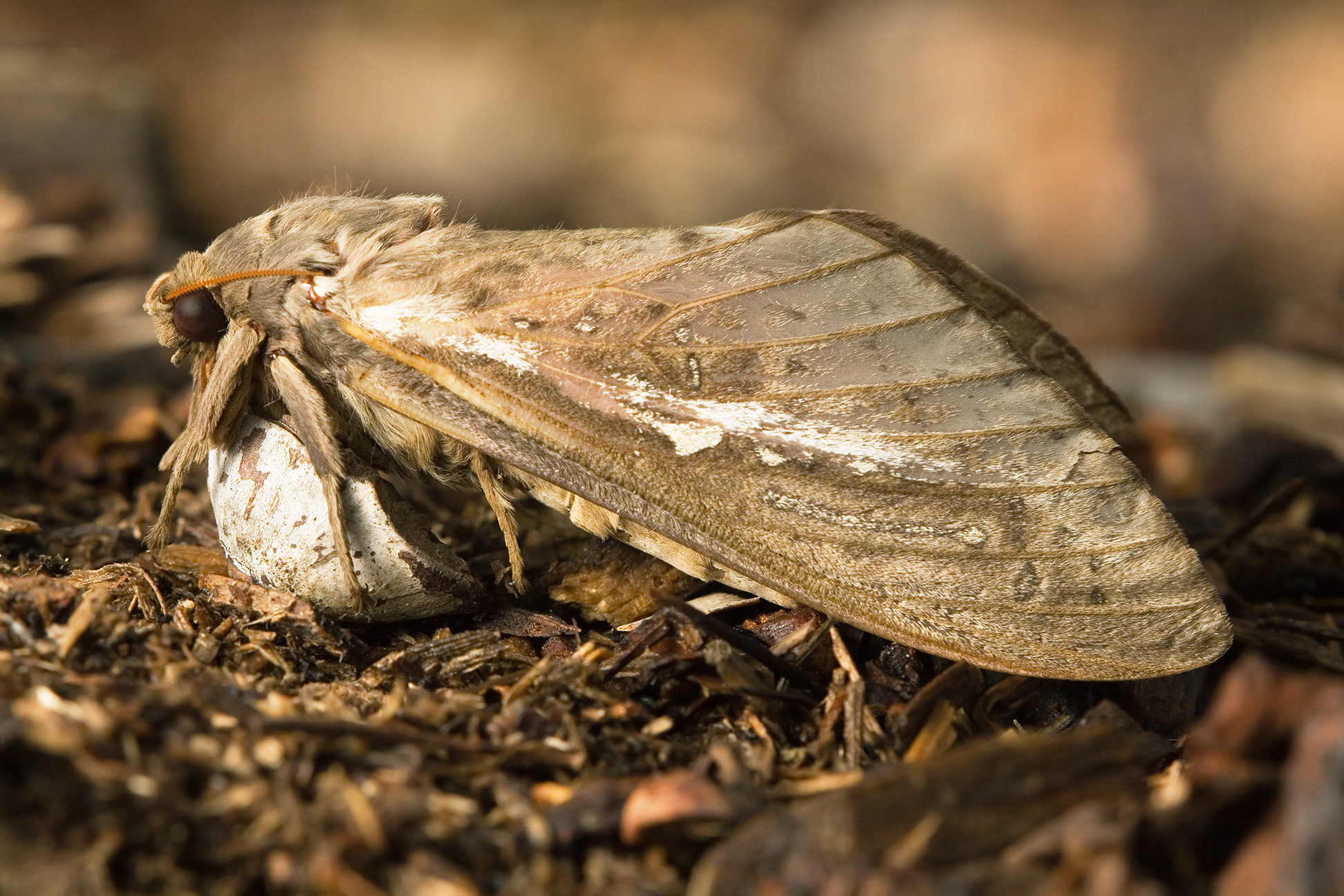 Australia Close Up Ghost Moth Insect Macro Moth Pindi Moth Swift Moth 1944x1296
