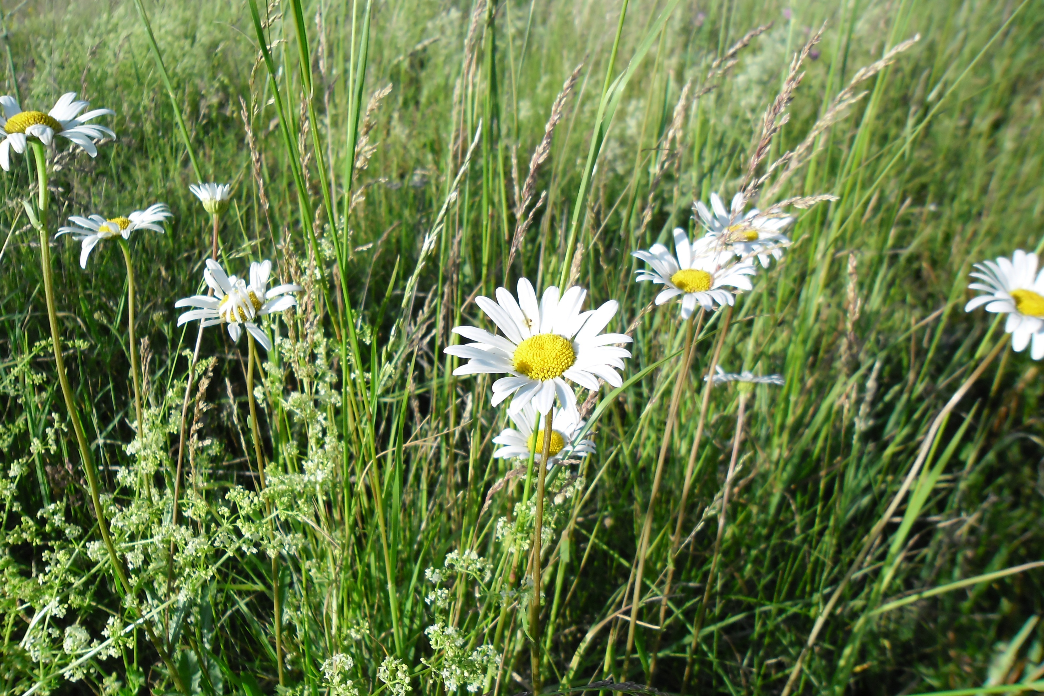 Camomile Flower Grass Nature White Flower 3984x2656