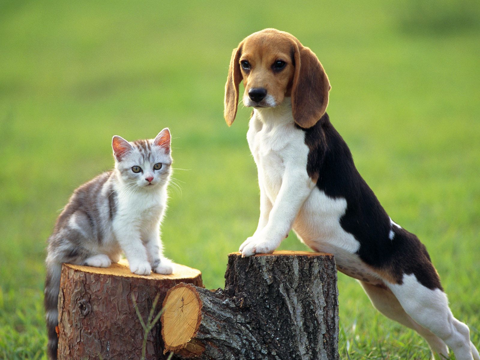 Animal Beagle Kitten Stump 1600x1200